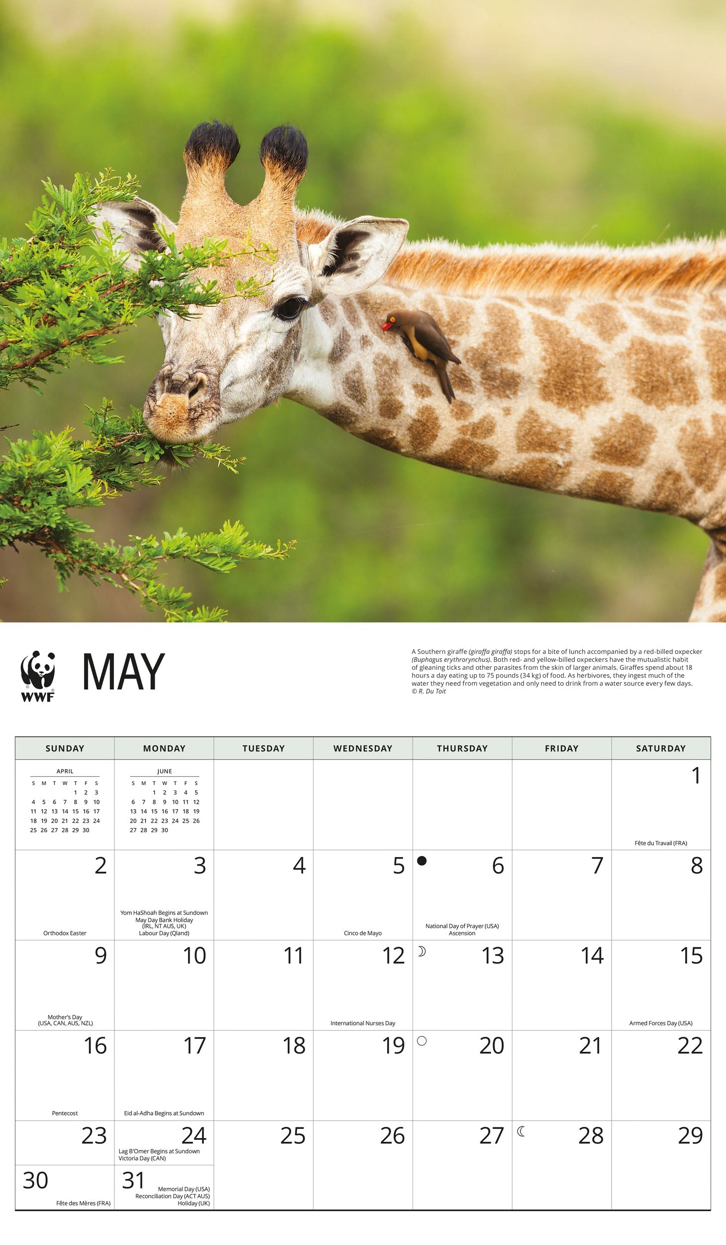 2027 WWF Giraffes - Deluxe Wall Calendar – image 4