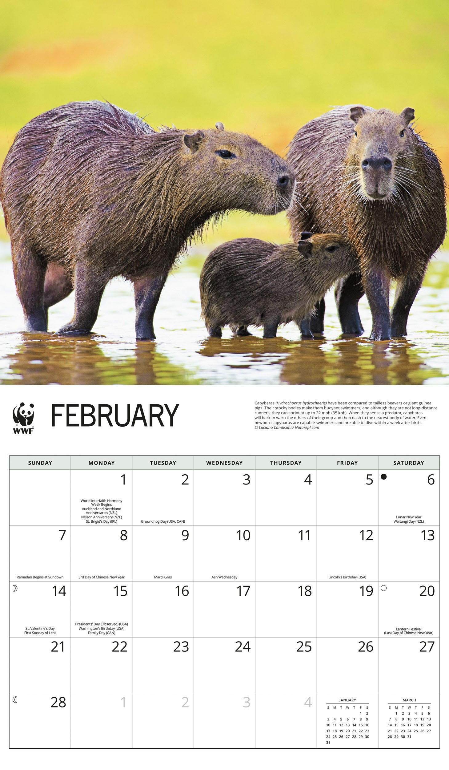 2027 WWF Capybaras - Deluxe Wall Calendar – image 3
