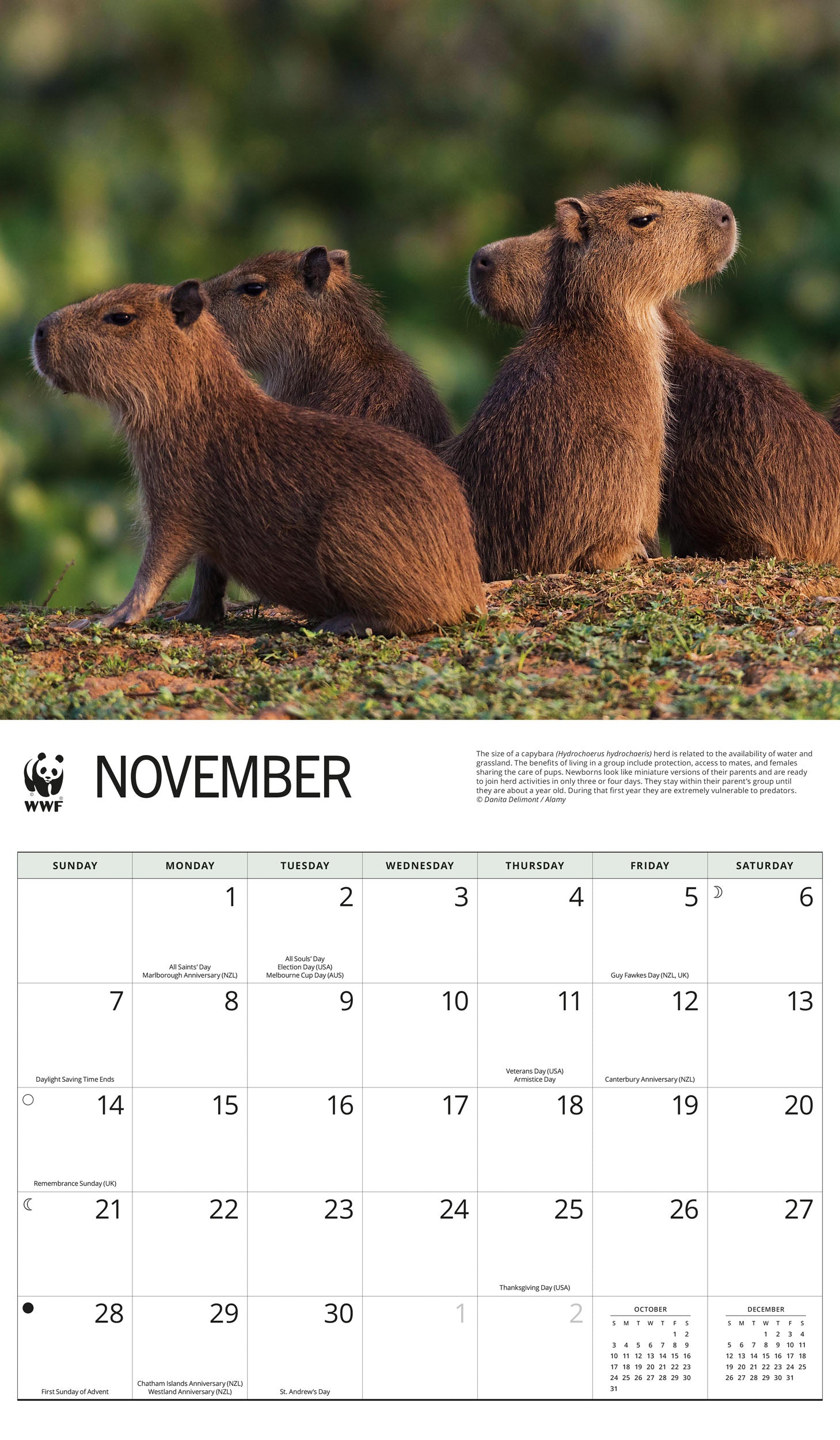 2027 WWF Capybaras - Deluxe Wall Calendar – image 5