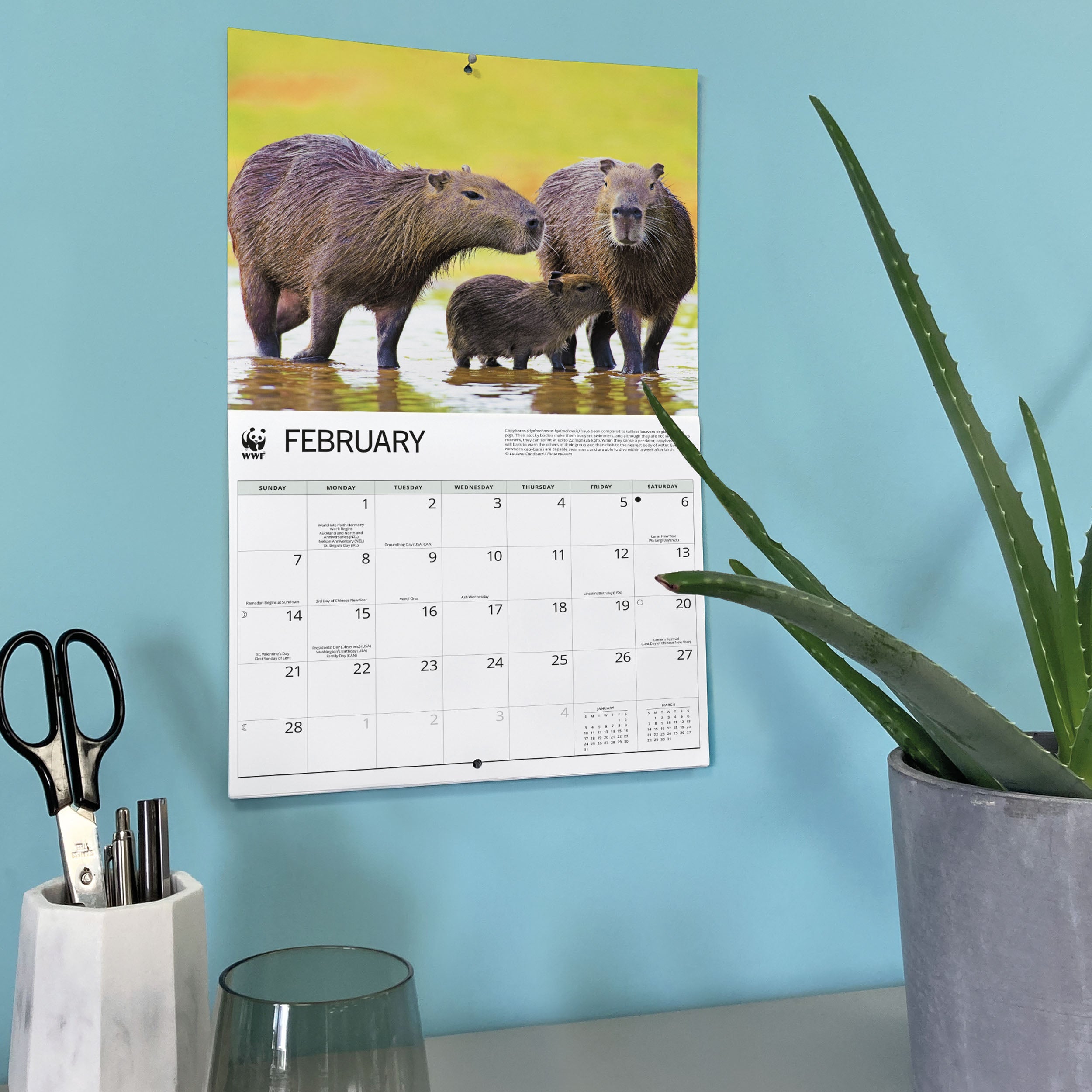 2027 WWF Capybaras - Deluxe Wall Calendar – image 6