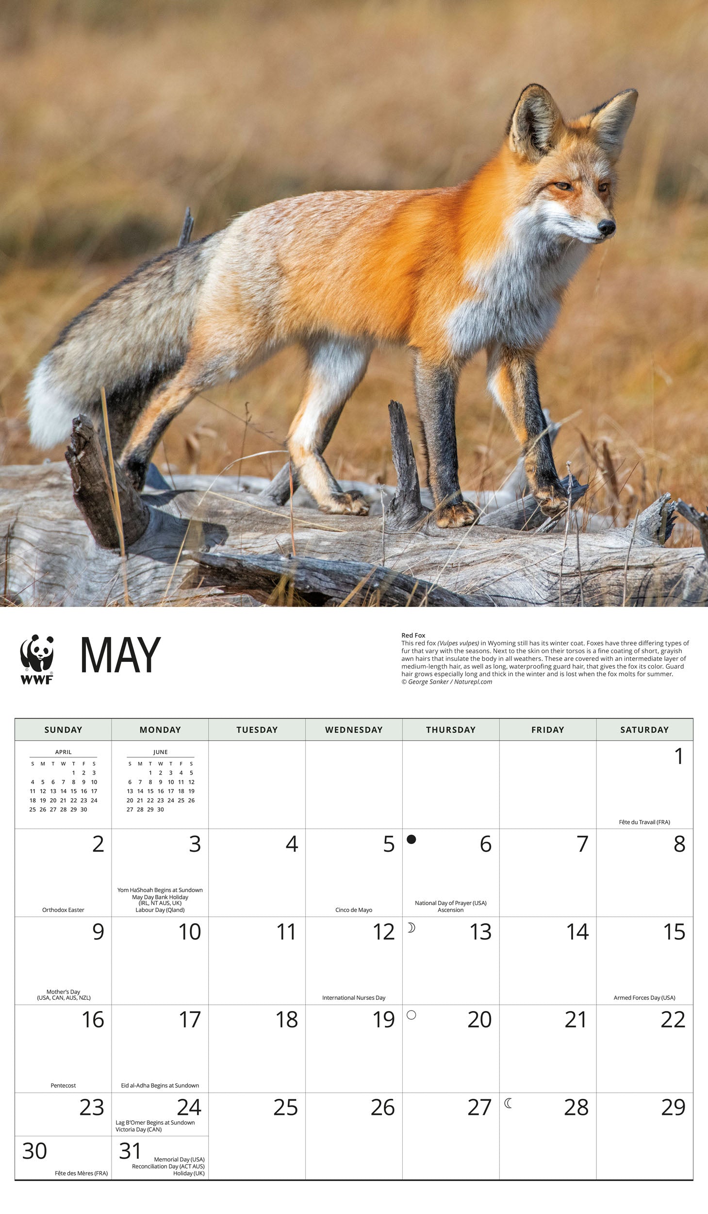 2027 WWF Foxes - Deluxe Wall Calendar – image 3