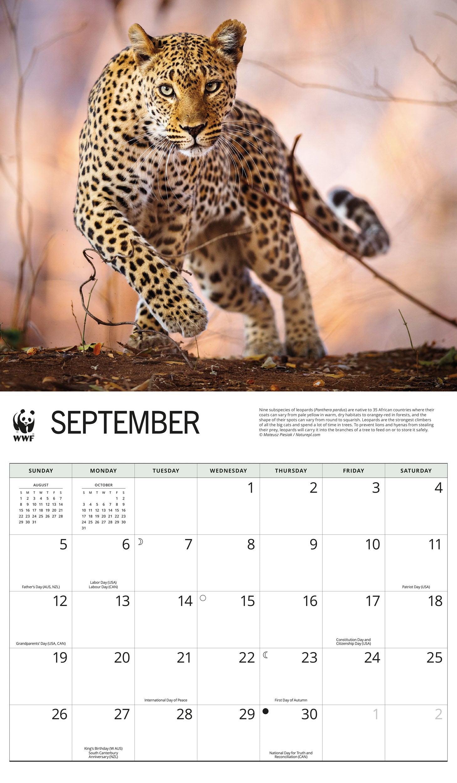 2027 WWF Wild Cats - Deluxe Wall Calendar – image 5