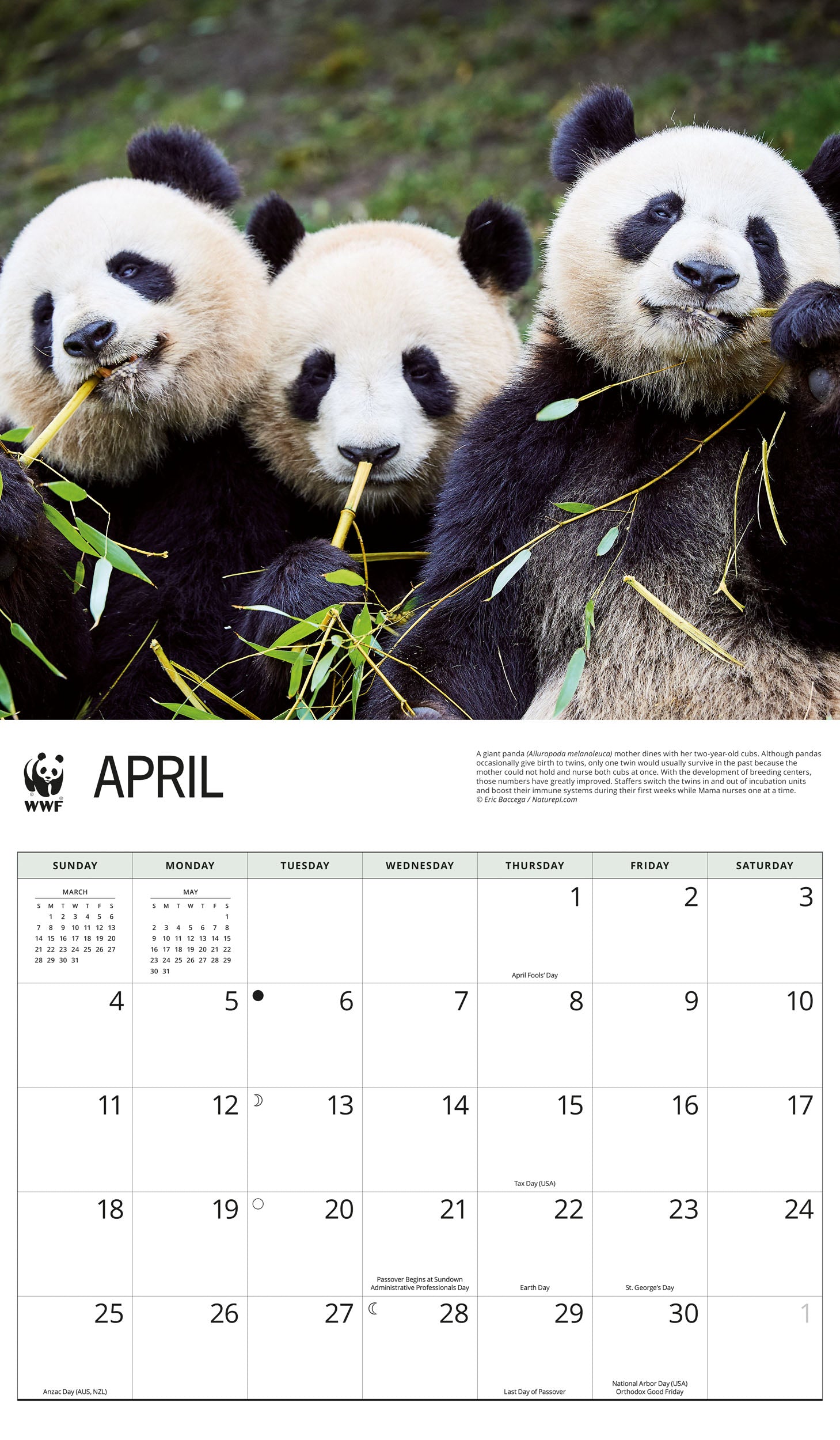2027 WWF Giant Pandas - Deluxe Wall Calendar – image 3
