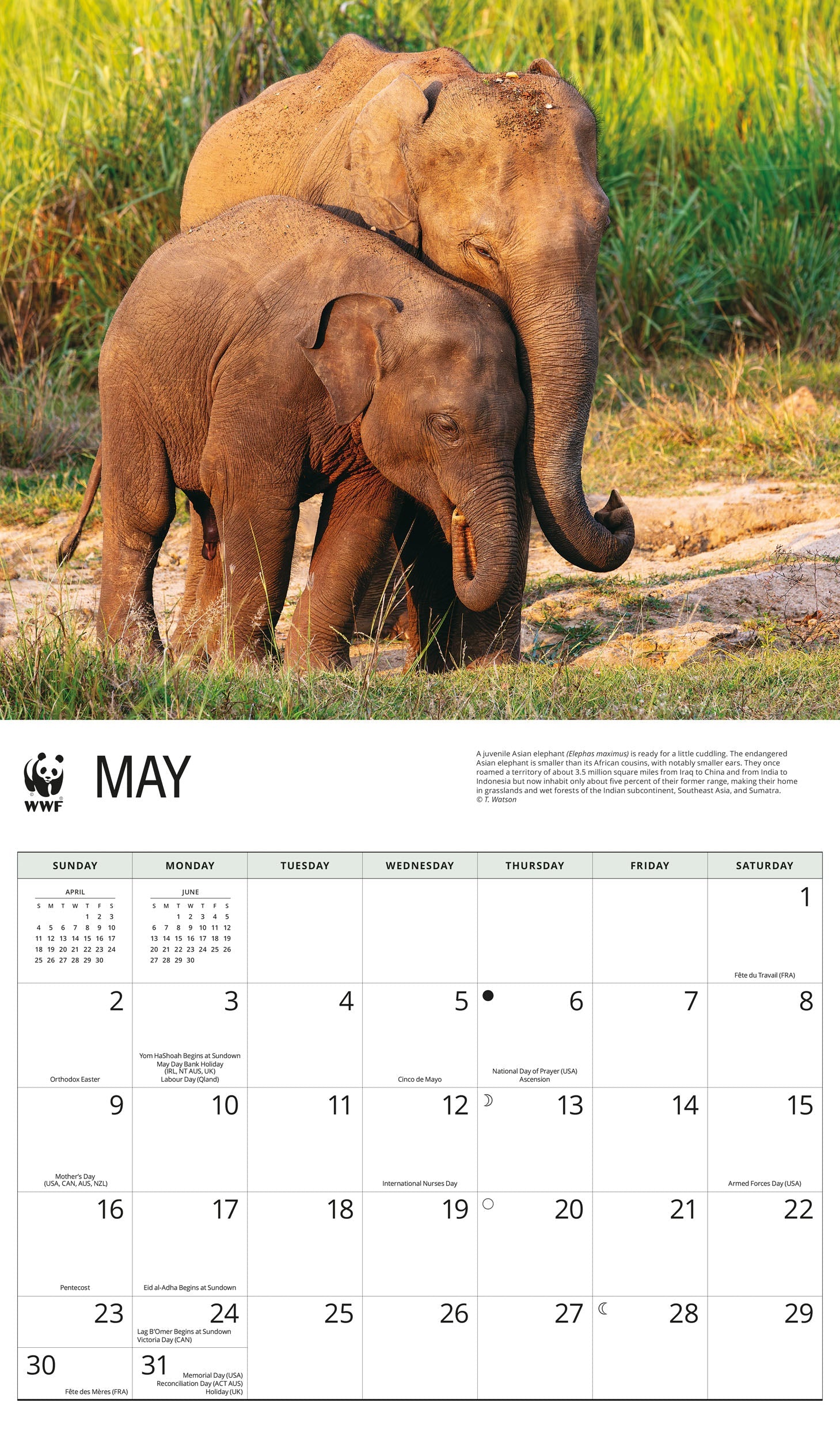 2027 WWF Elephants - Deluxe Wall Calendar – image 4