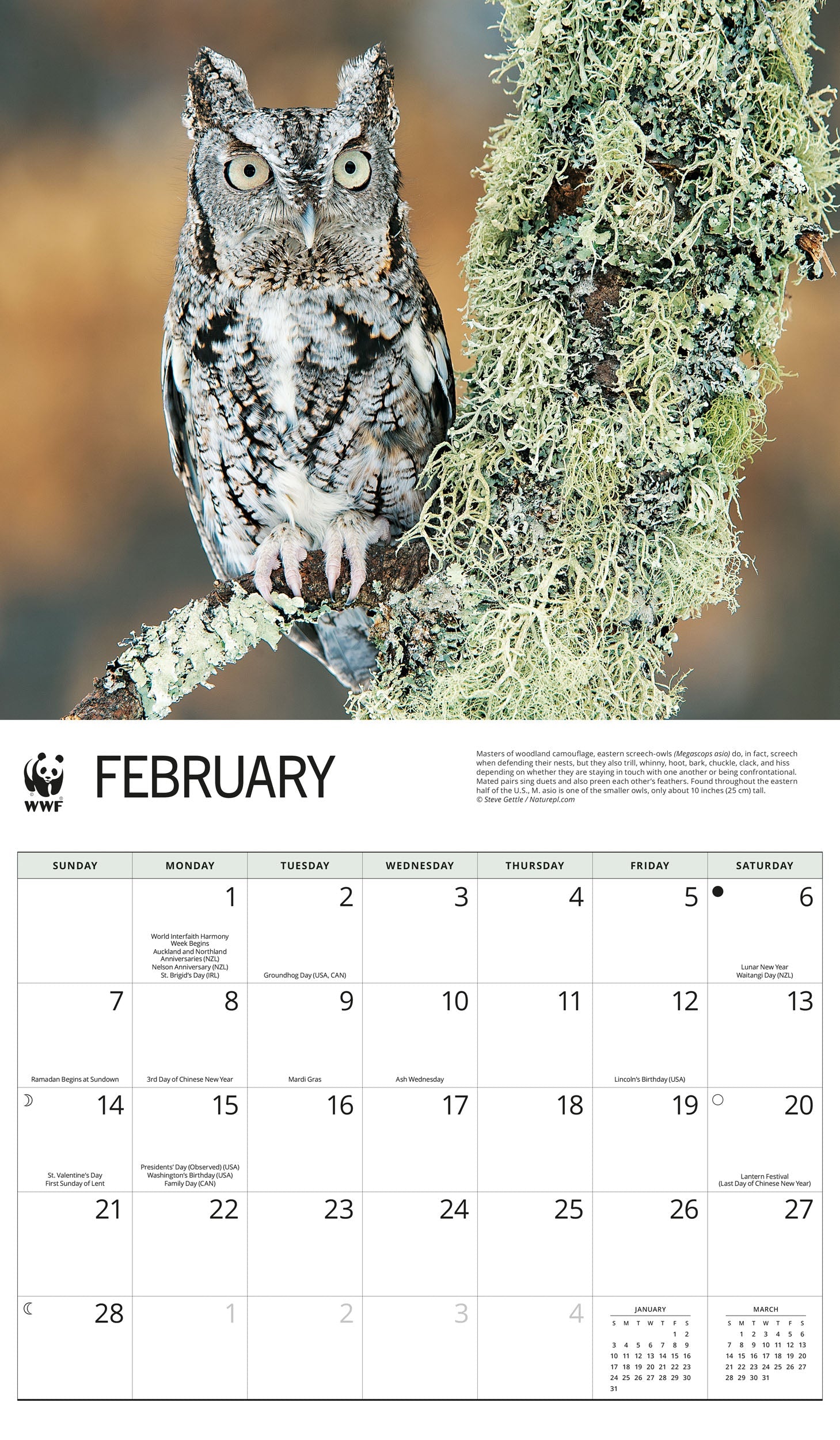 2027 WWF Owls - Deluxe Wall Calendar – image 3