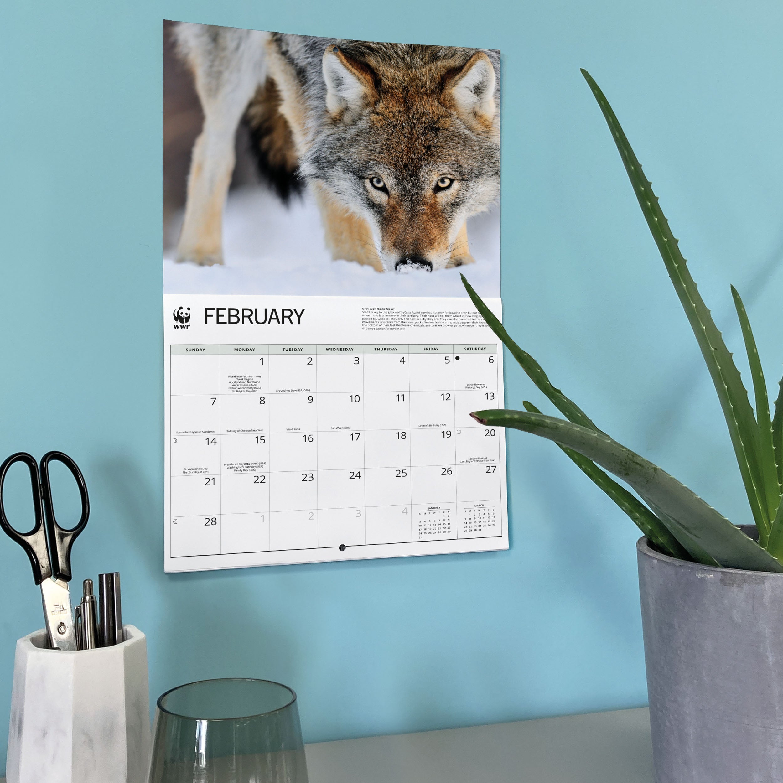 2027 WWF Wolves - Deluxe Wall Calendar – image 6