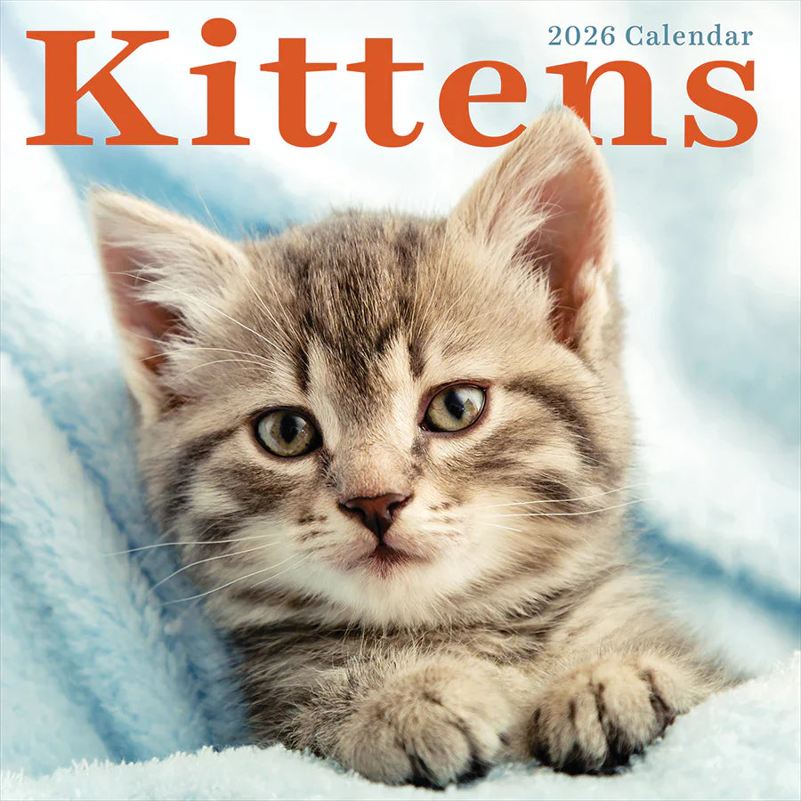 2026 Kittens - Square Wall Calendar