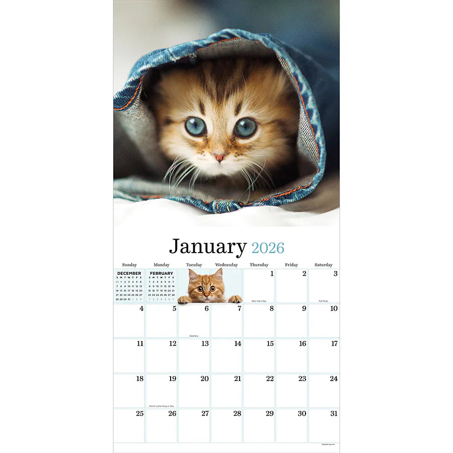2026 Kittens - Square Wall Calendar