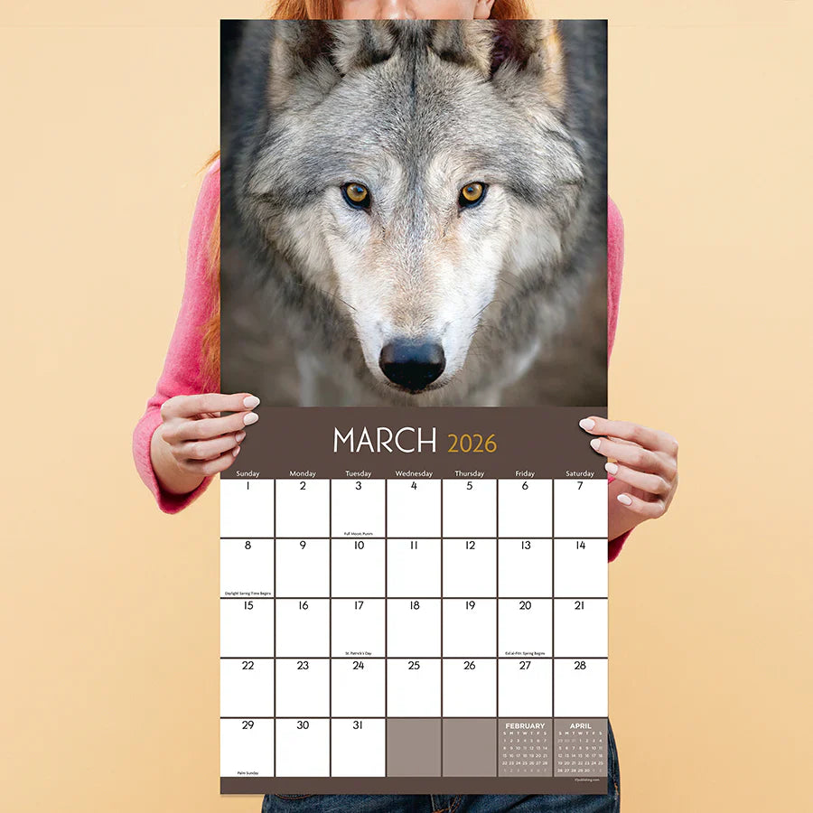 2026 Wolves - Square Wall Calendar