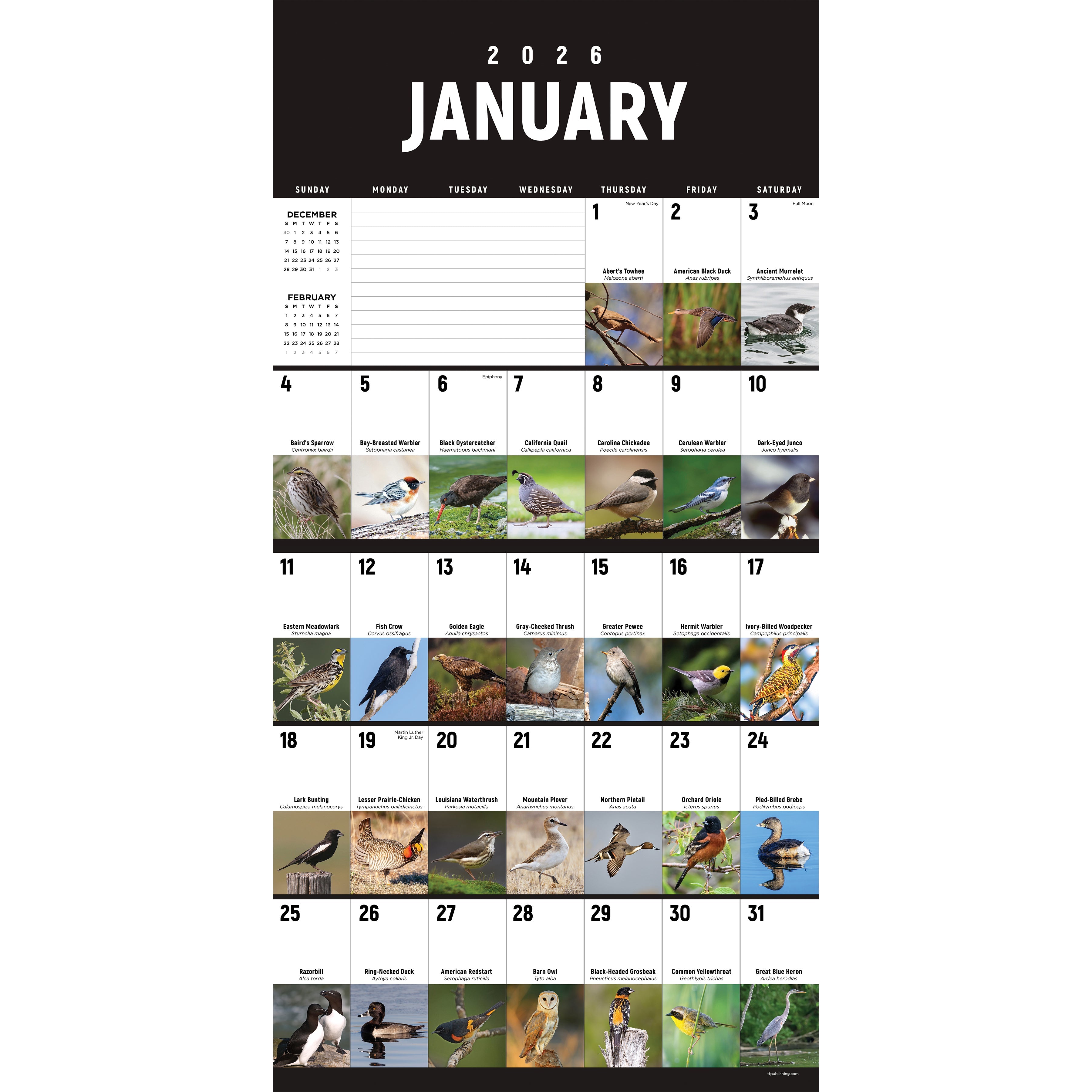 2026 Birds: Backyard and Beyond - Square Wall Calendar