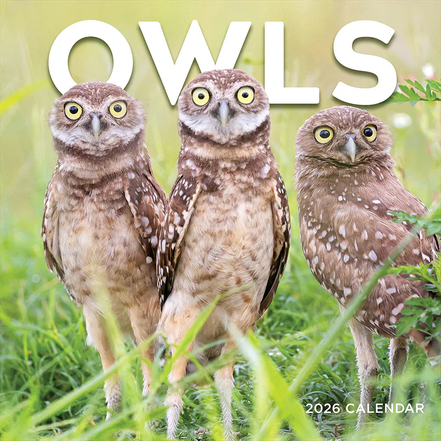 2026 Owls - Square Wall Calendar
