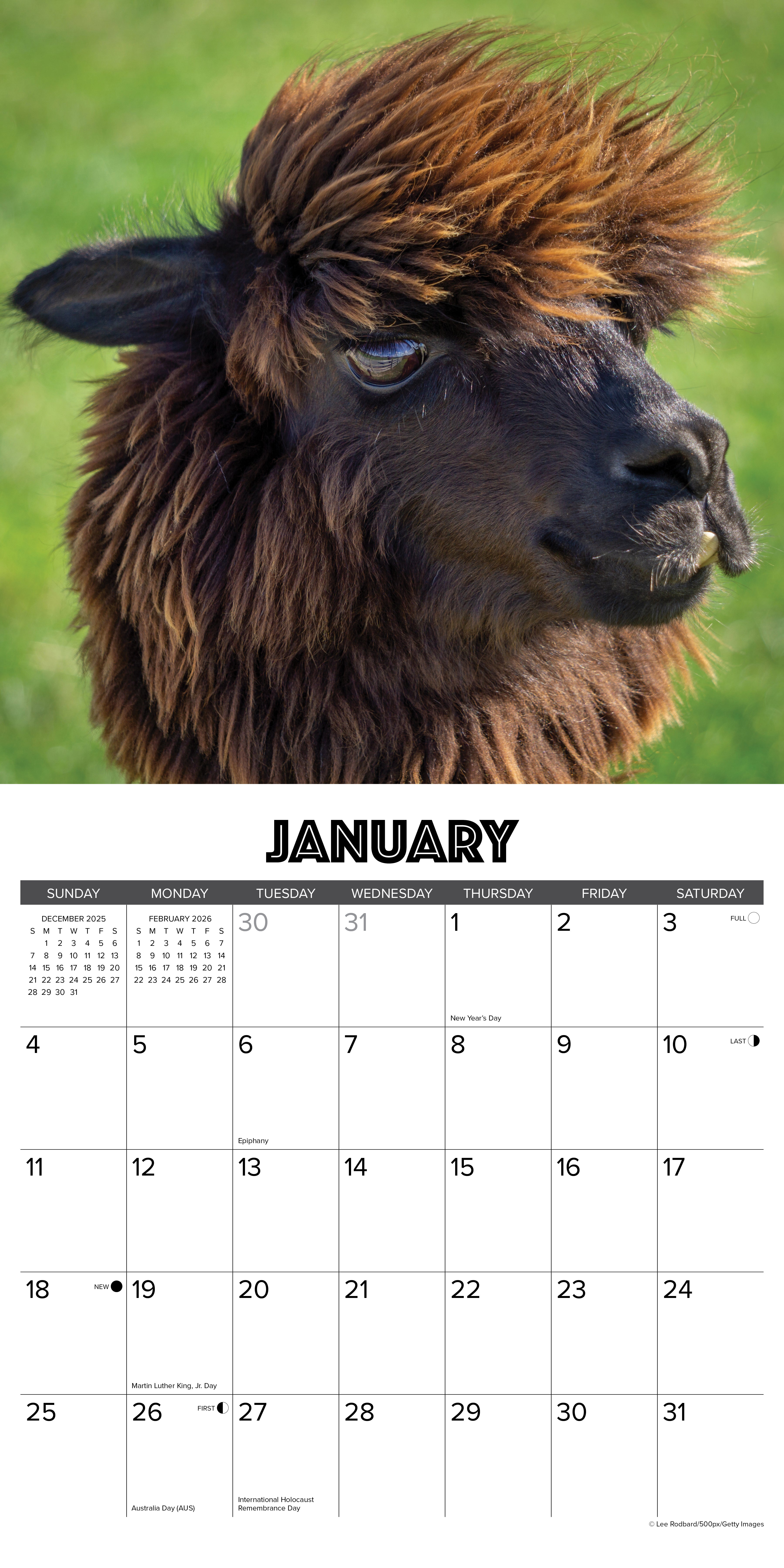 2026 Alpacas - Square Wall Calendar