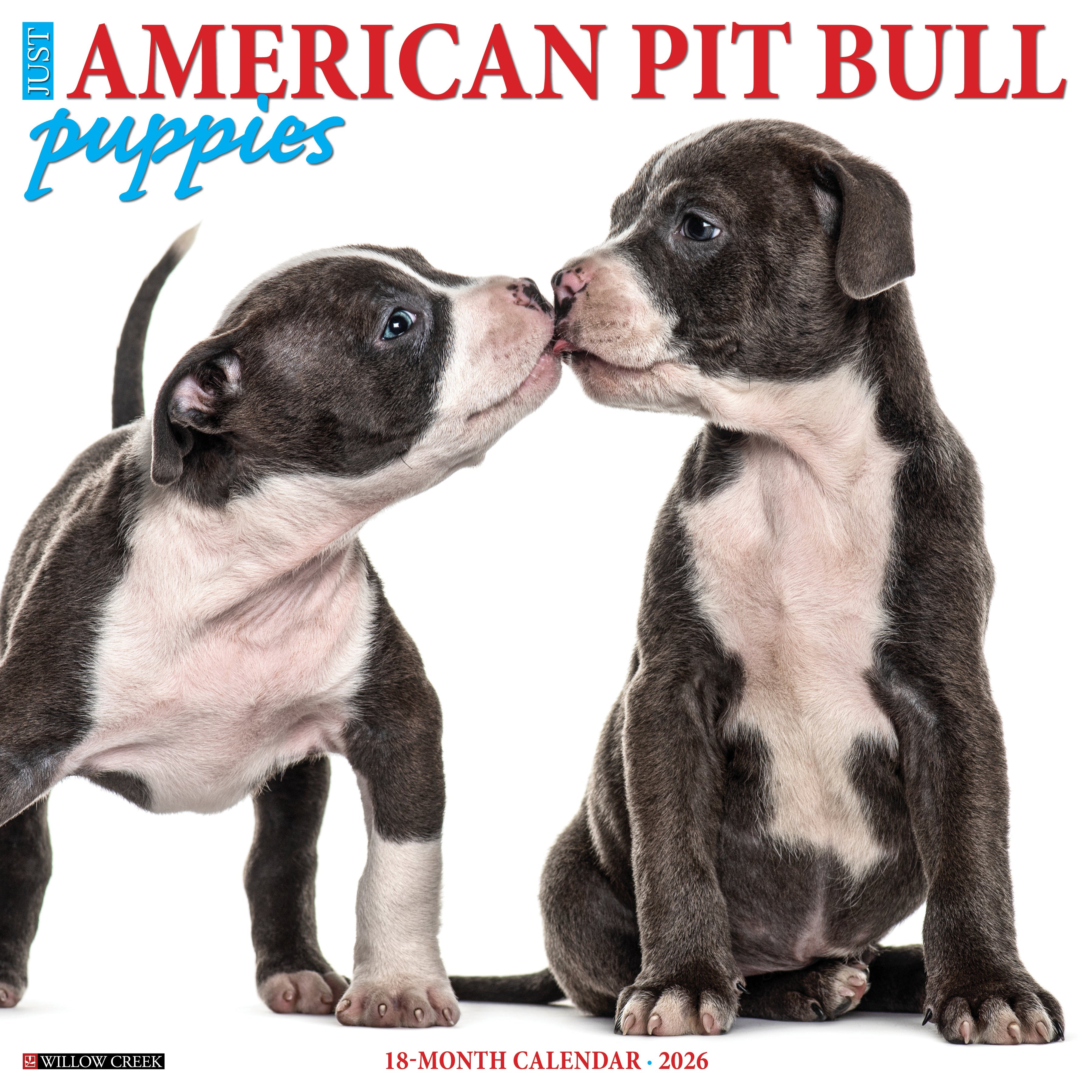 2026 American Pit Bull Terrier Puppies - Square Wall Calendar