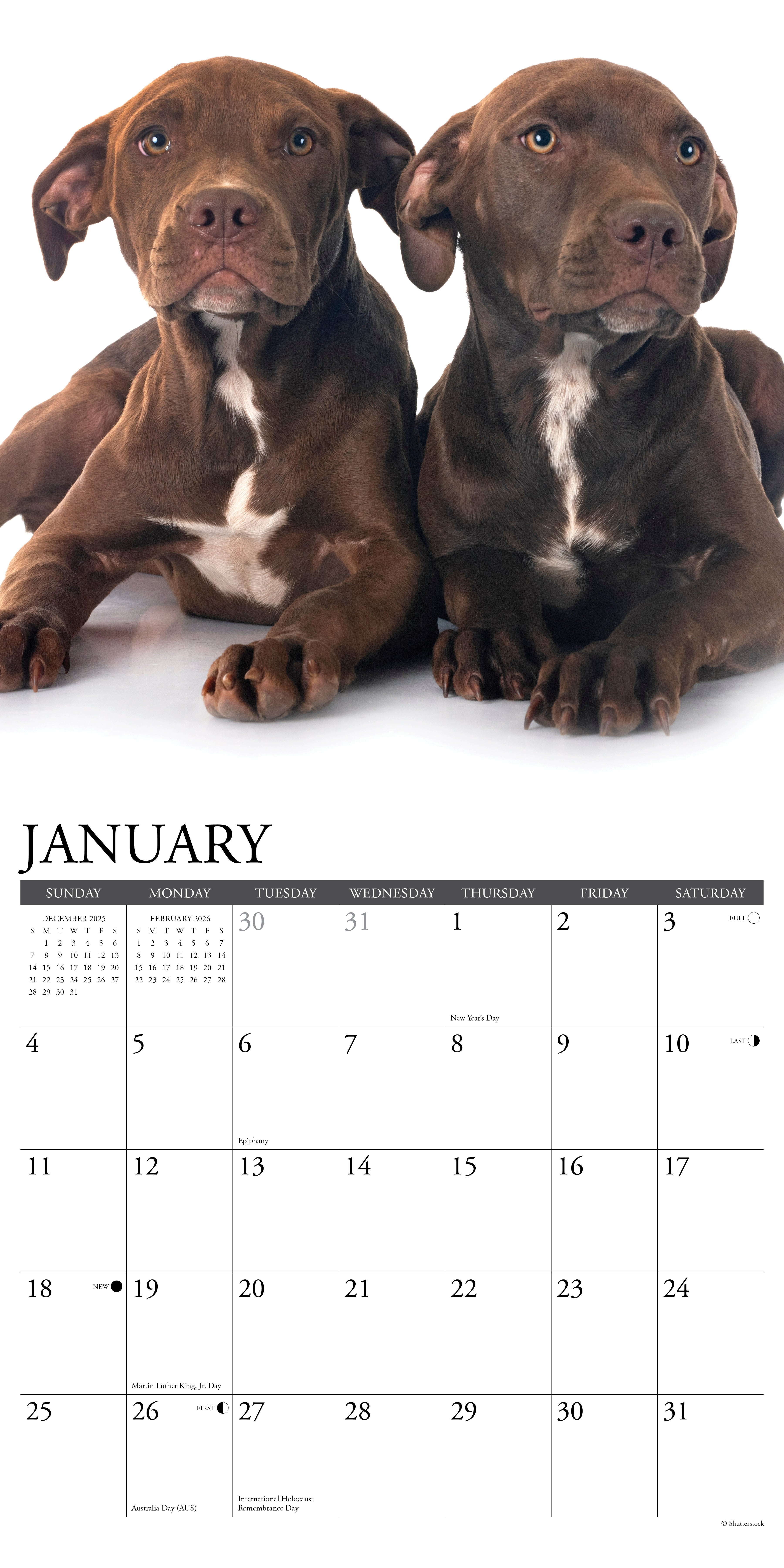 2026 American Pit Bull Terrier Puppies - Square Wall Calendar