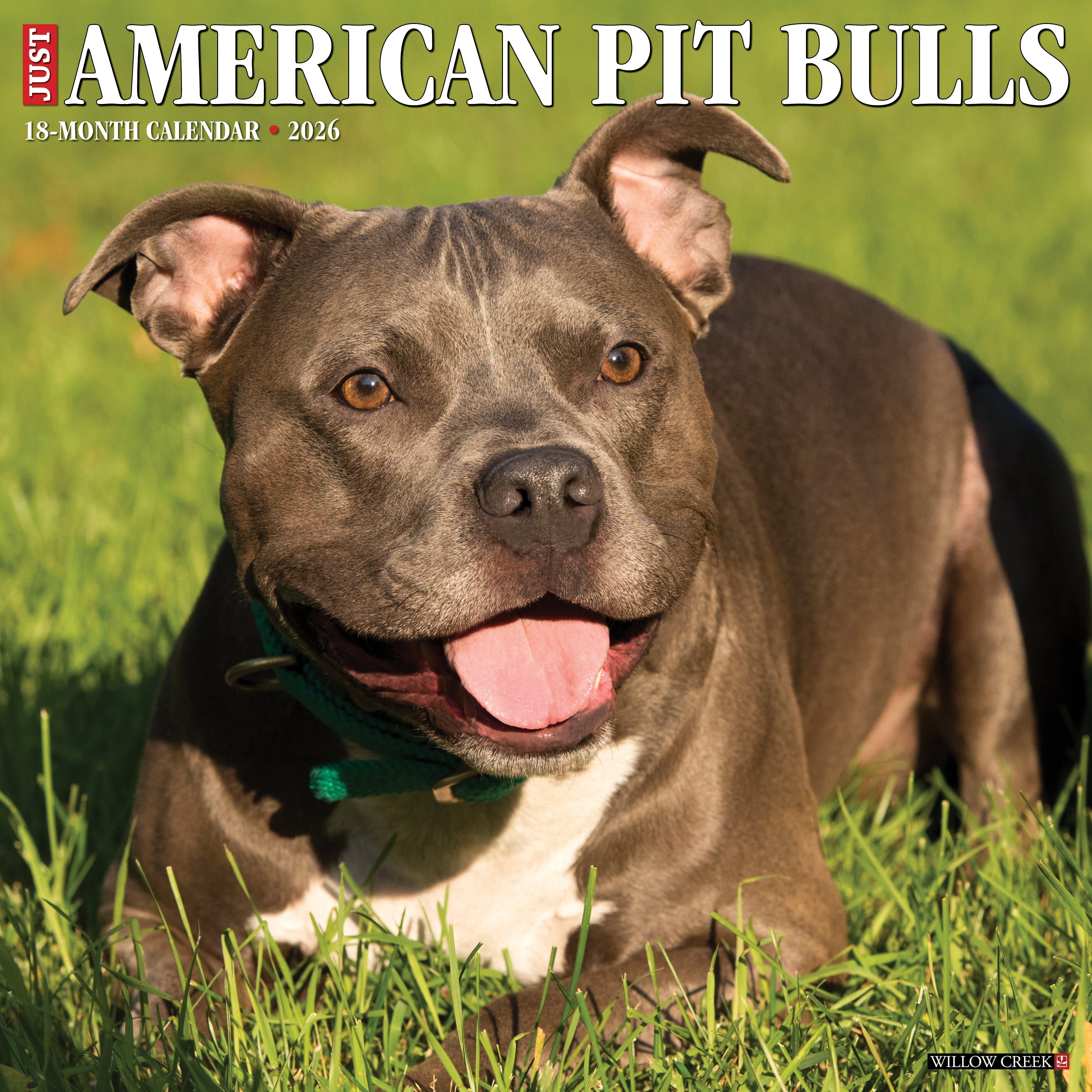 2026 American Pit Bull Terriers - Square Wall Calendar