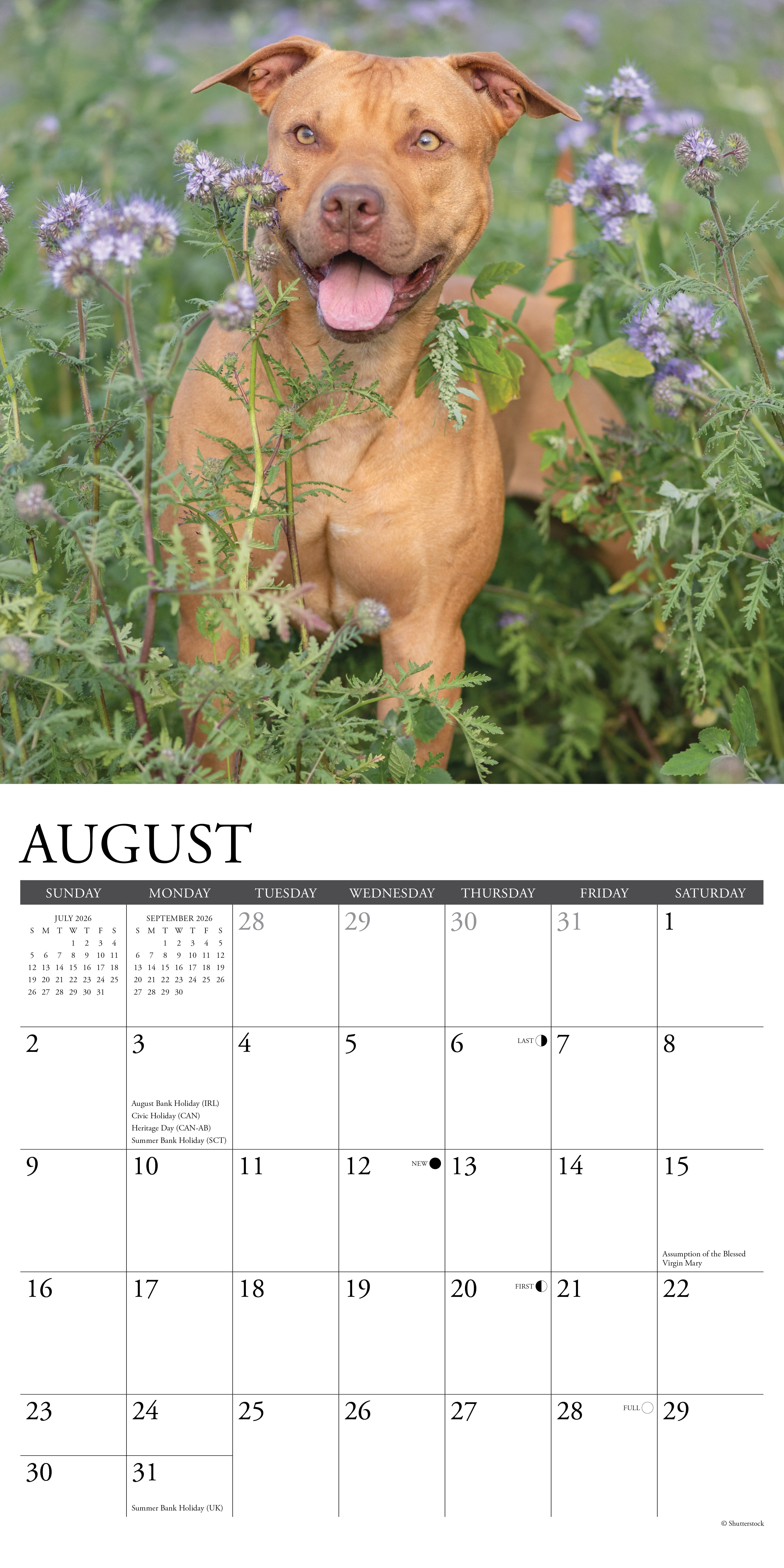 2026 American Pit Bull Terriers - Square Wall Calendar