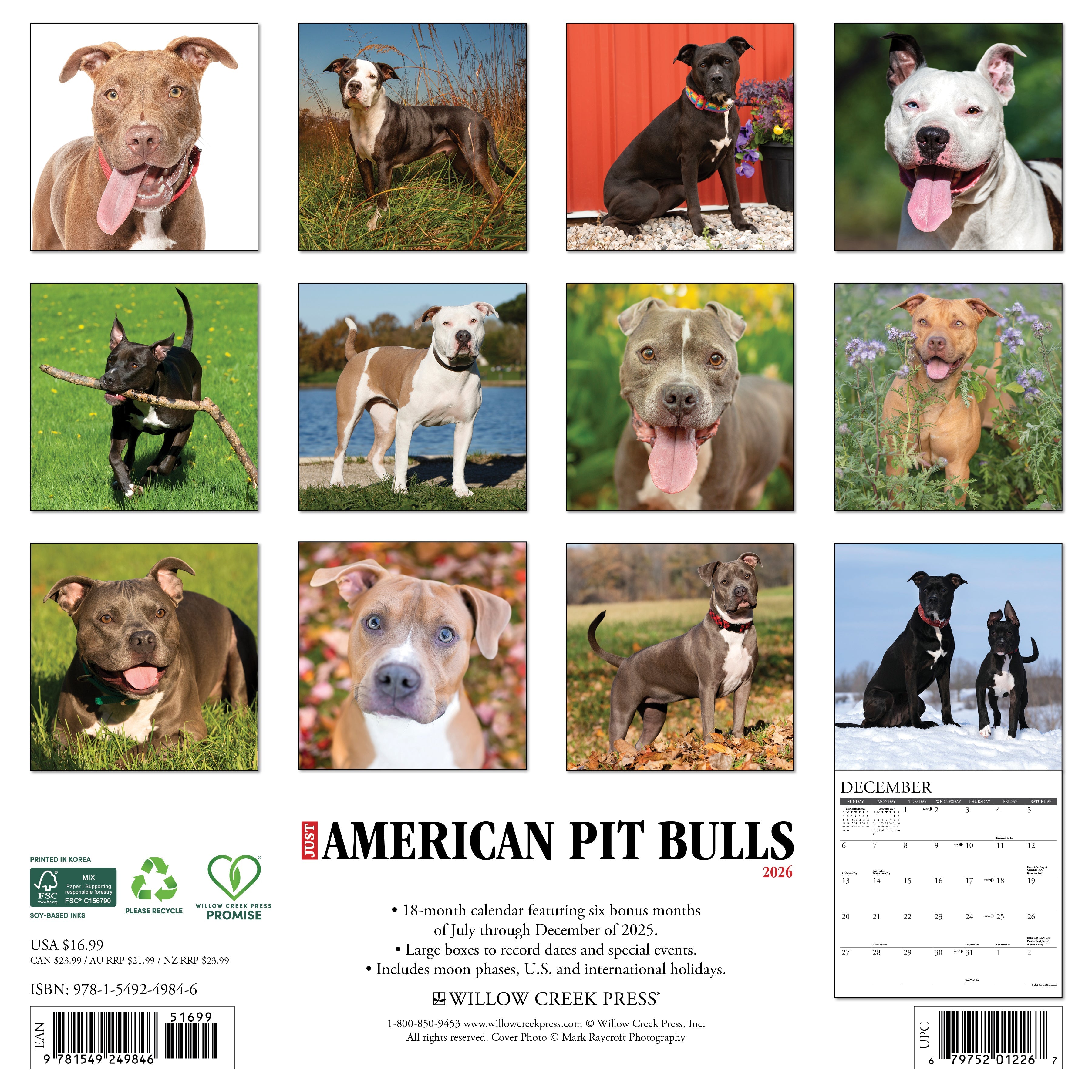 2026 American Pit Bull Terriers - Square Wall Calendar