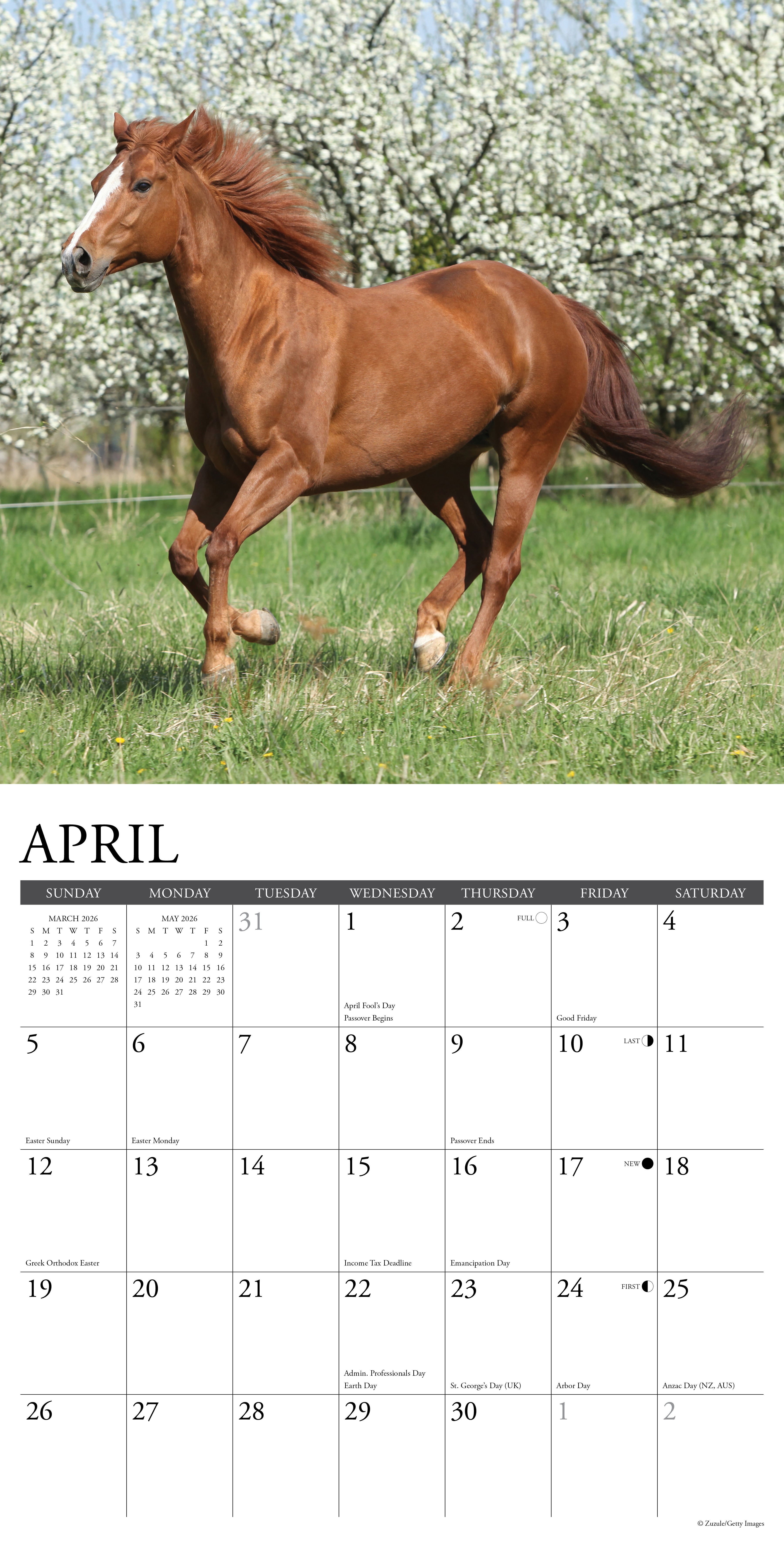 2026 American Quarter Horses - Square Wall Calendar