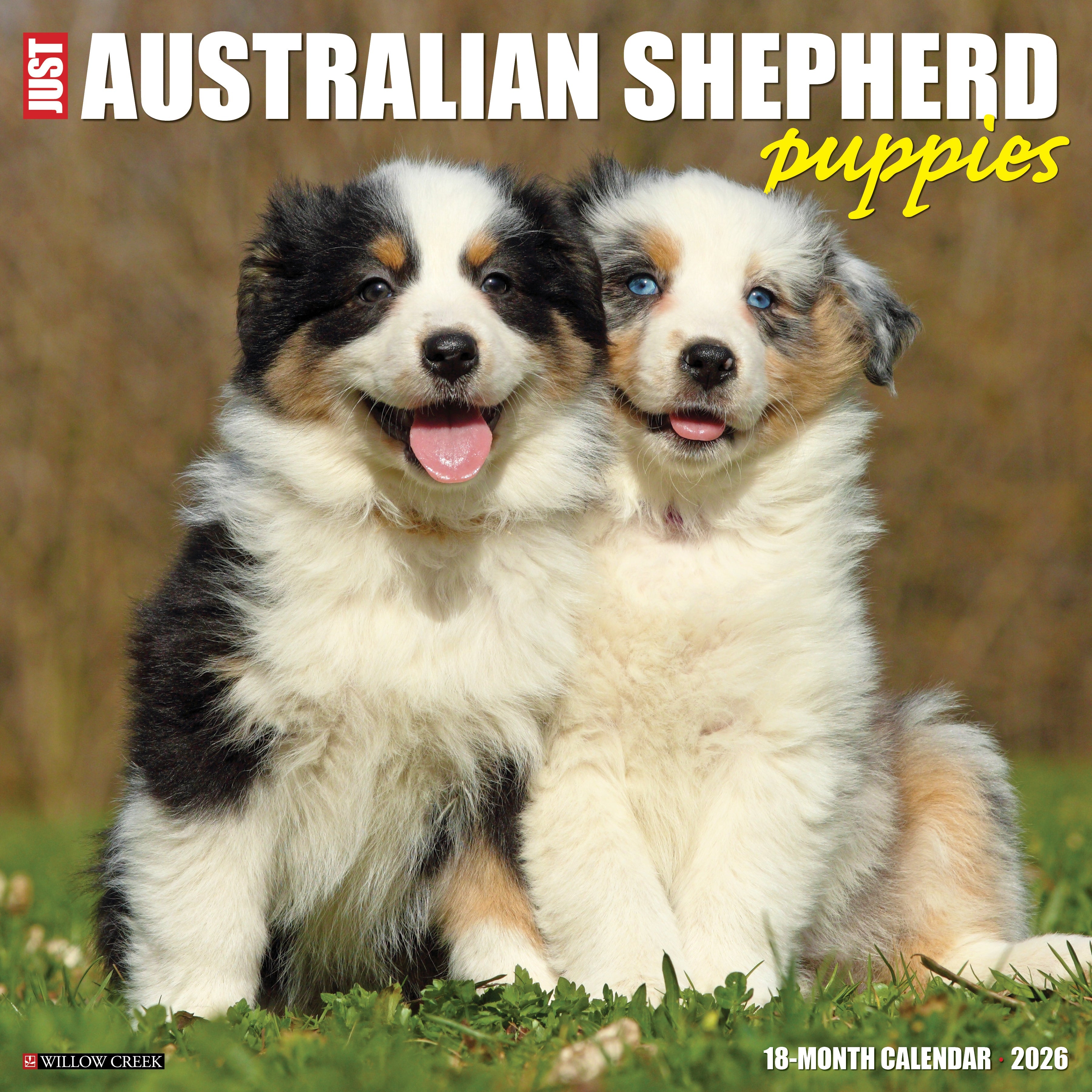 2026 Australian Shepherd Puppies - Square Wall Calendar
