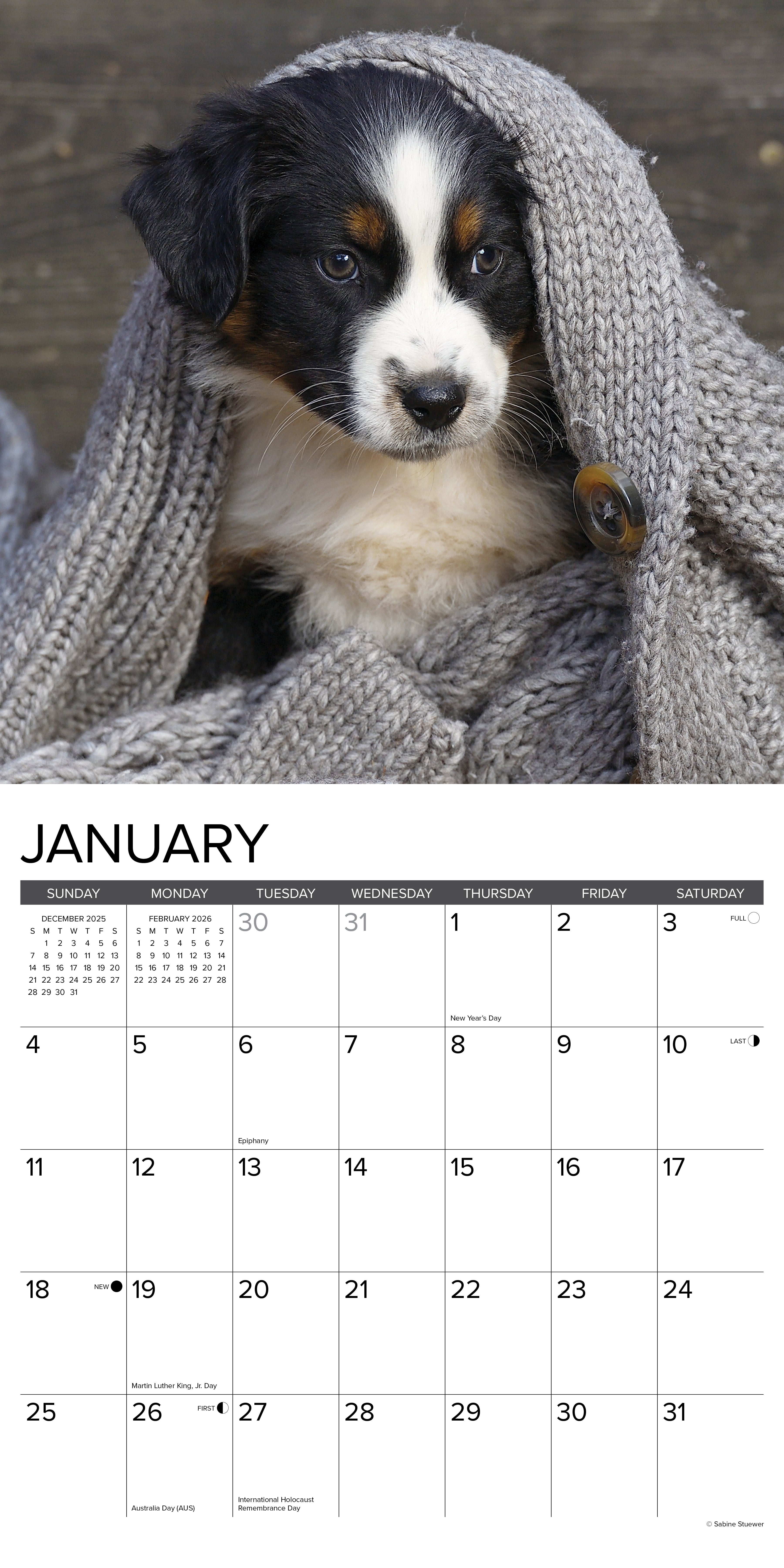 2026 Australian Shepherd Puppies - Square Wall Calendar