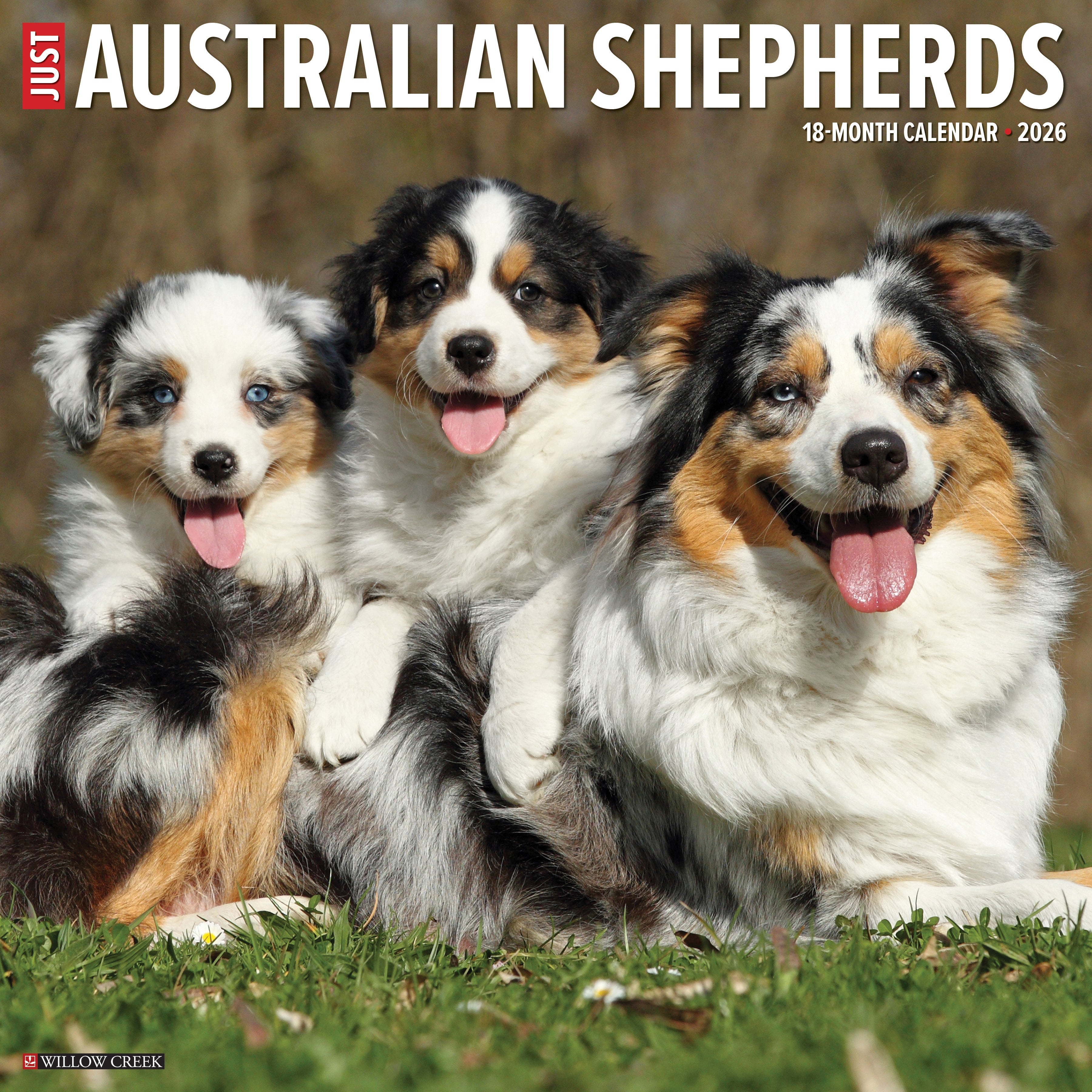 2026 Australian Shepherds - Square Wall Calendar