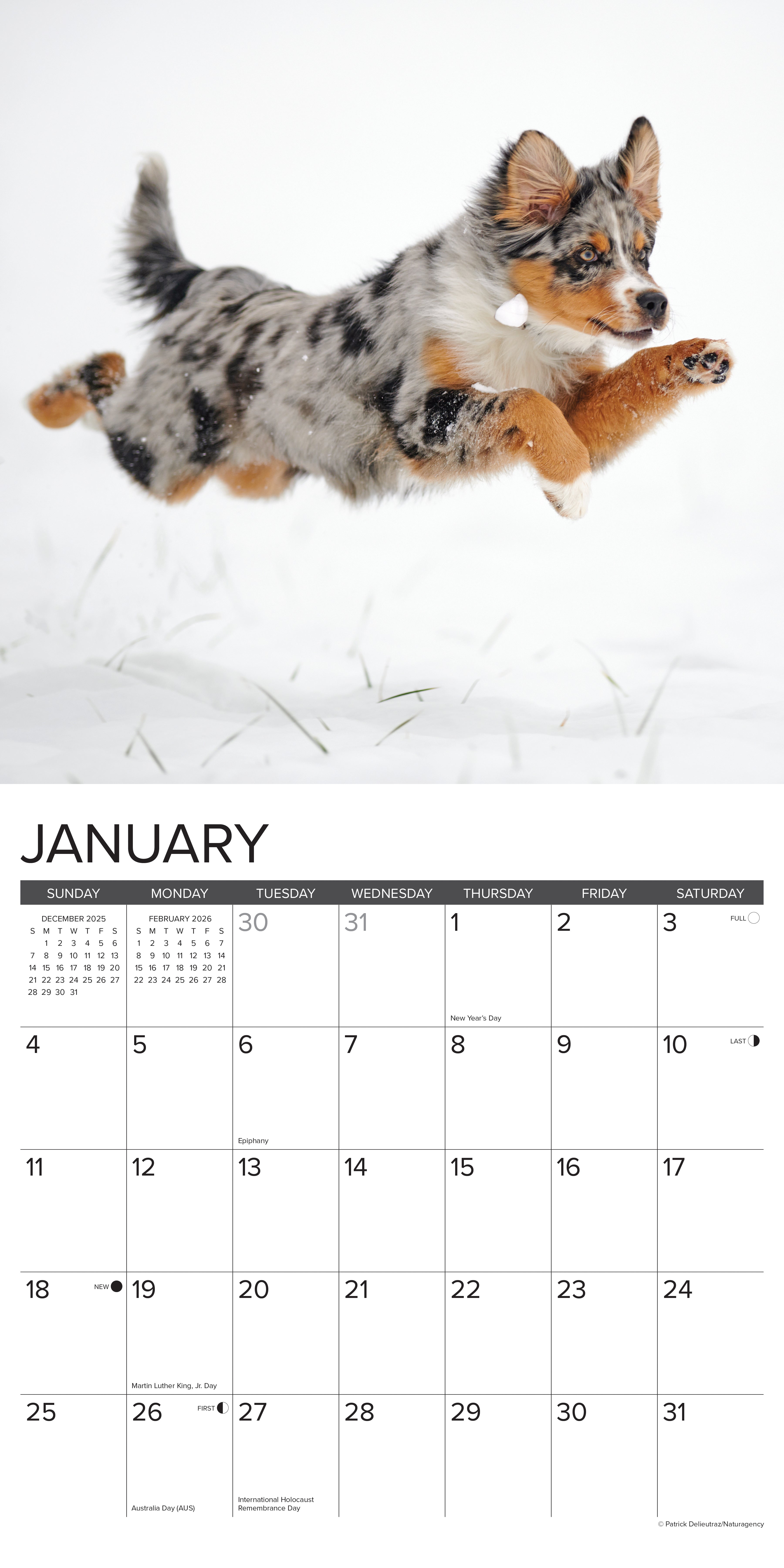 2026 Australian Shepherds - Square Wall Calendar