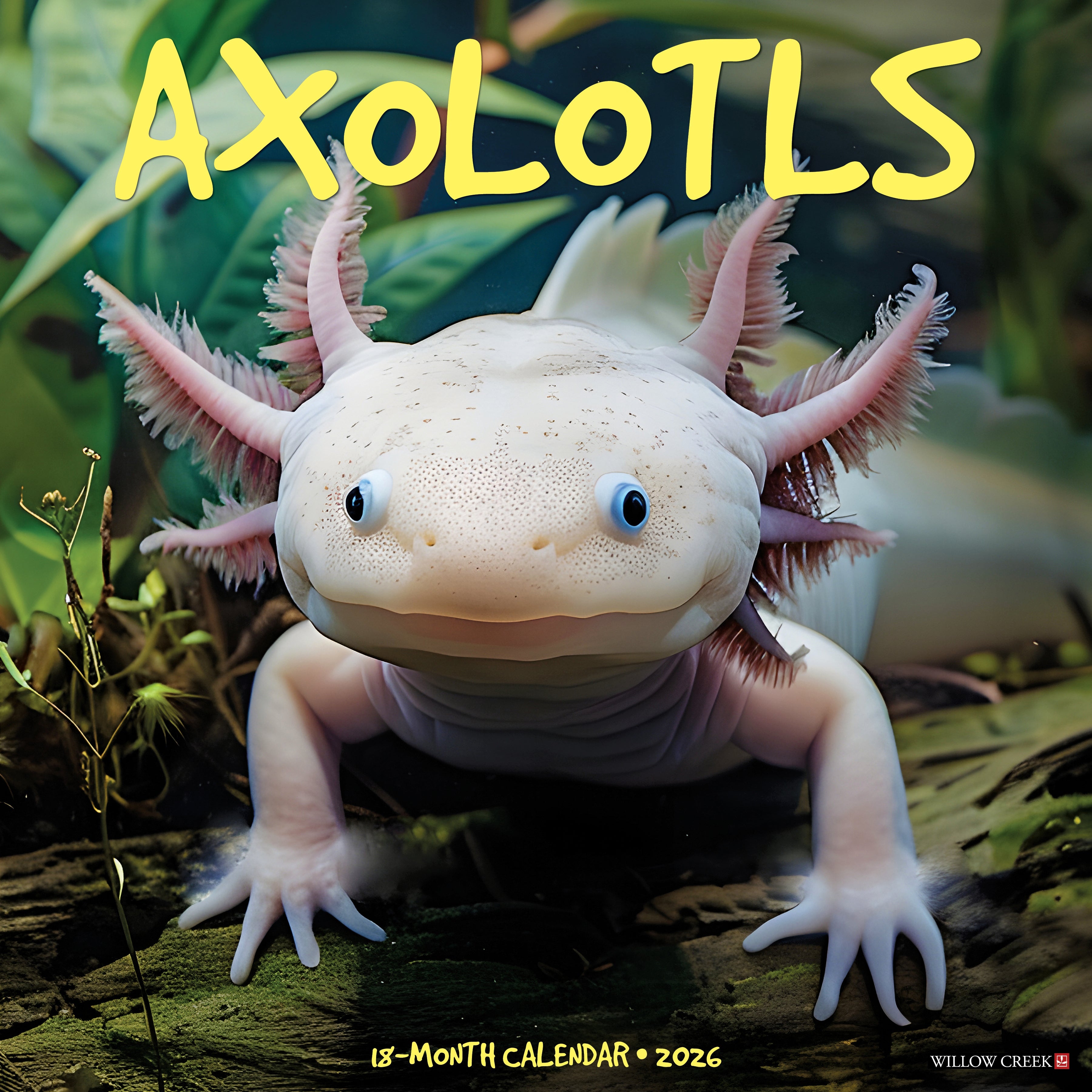 2026 Axolotls - Square Wall Calendar