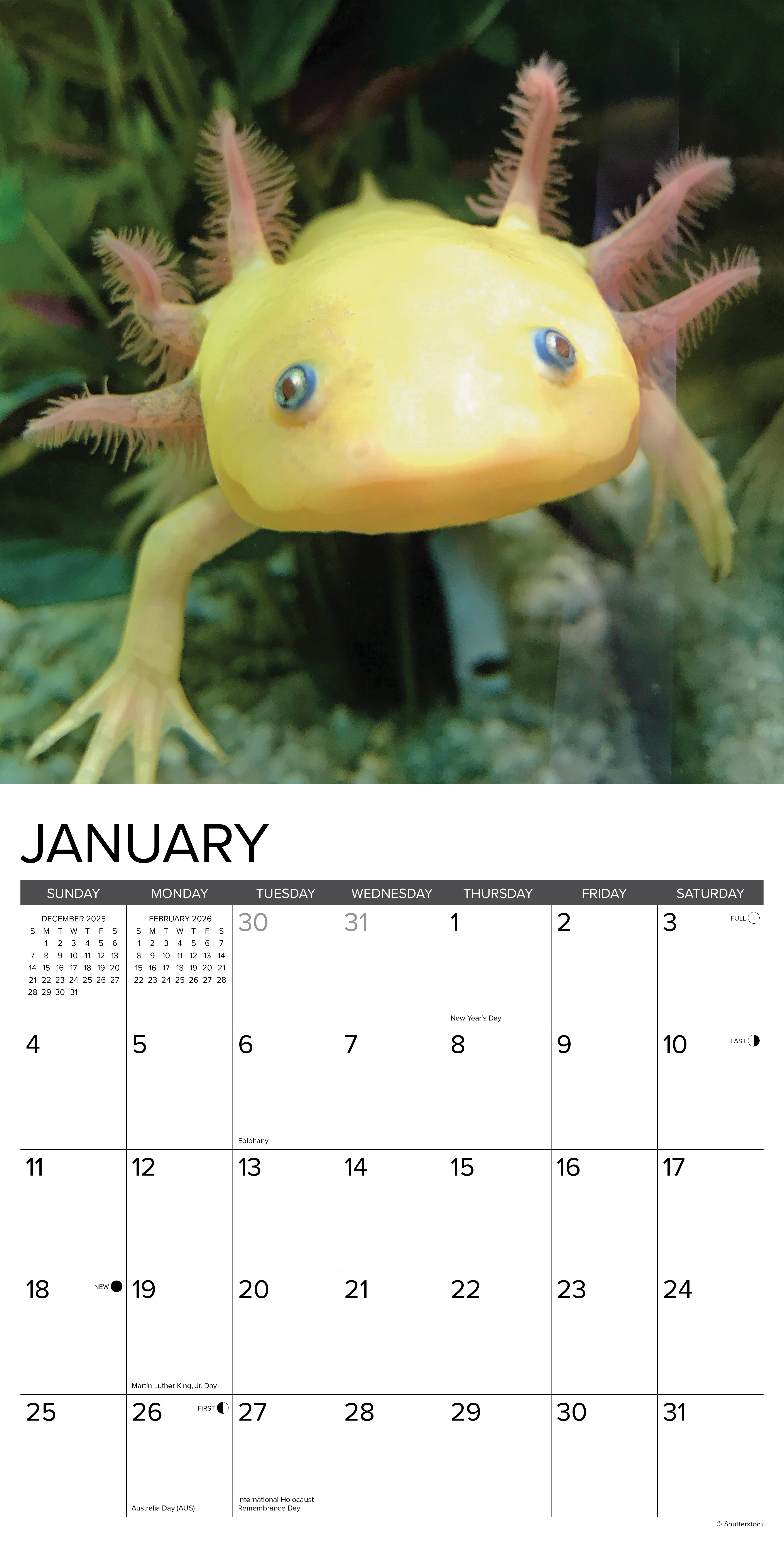 2026 Axolotls - Square Wall Calendar