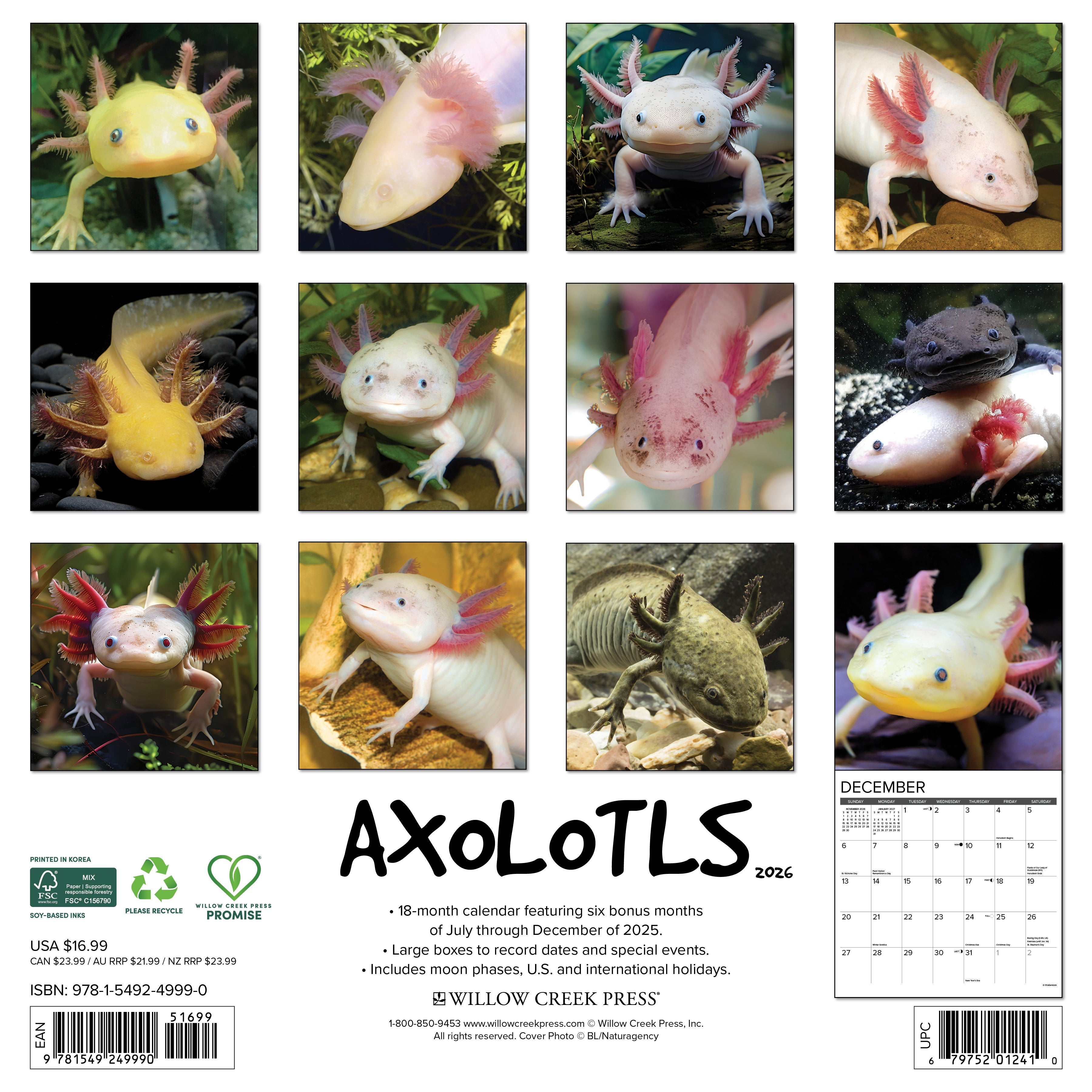 2026 Axolotls - Square Wall Calendar