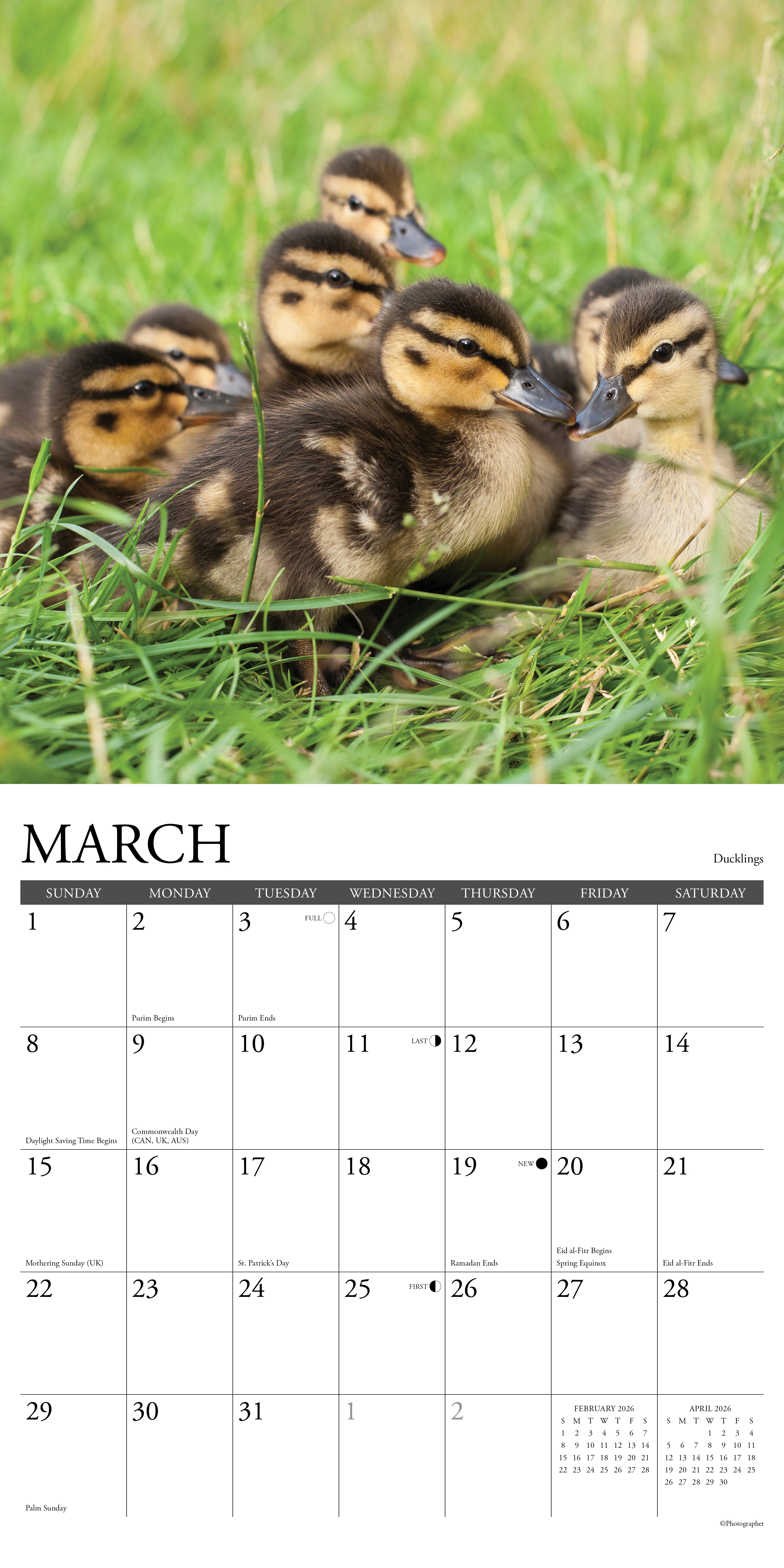 2026 Baby Animals - Square Wall Calendar