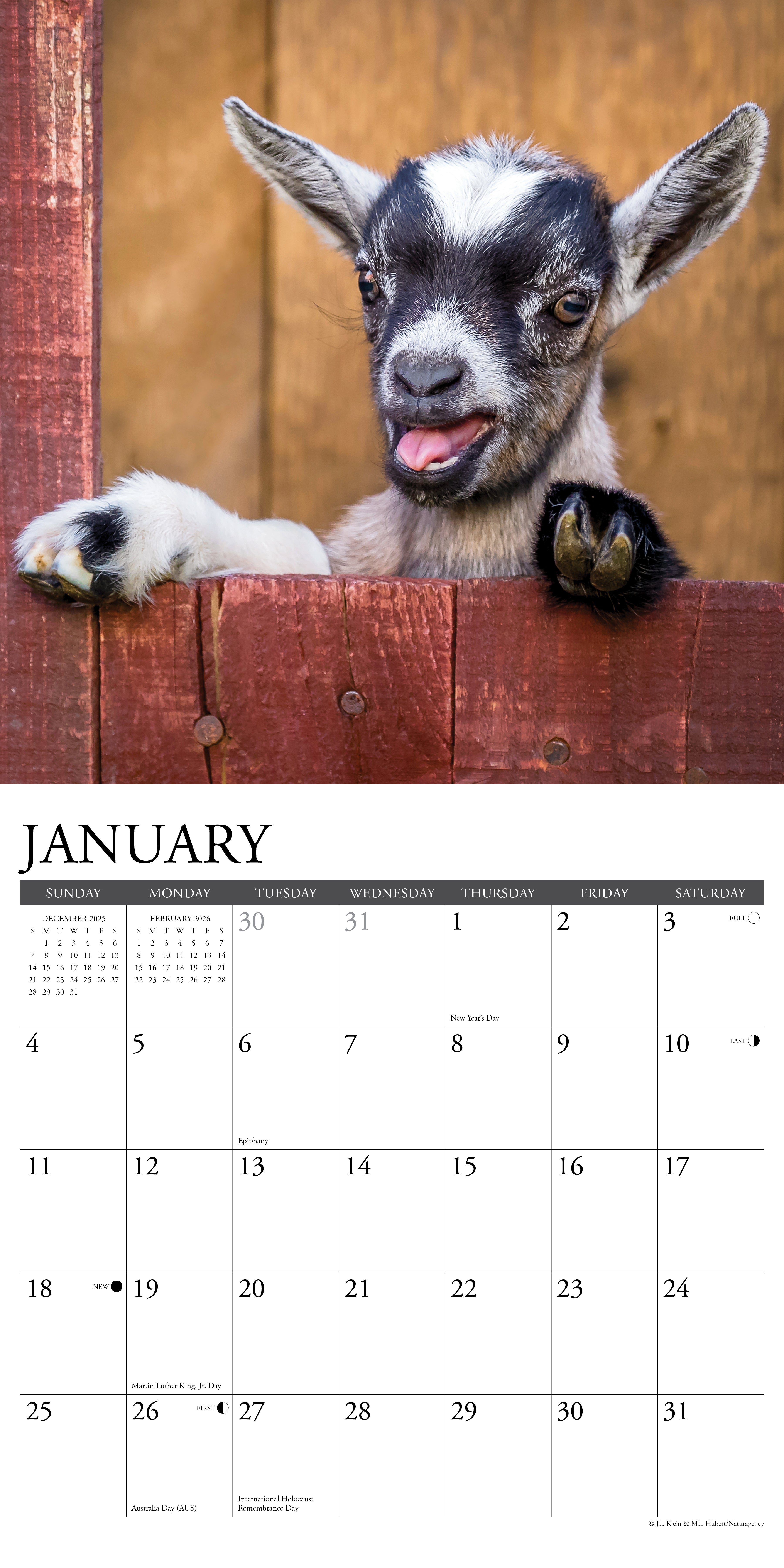 2026 Baby Goats - Square Wall Calendar