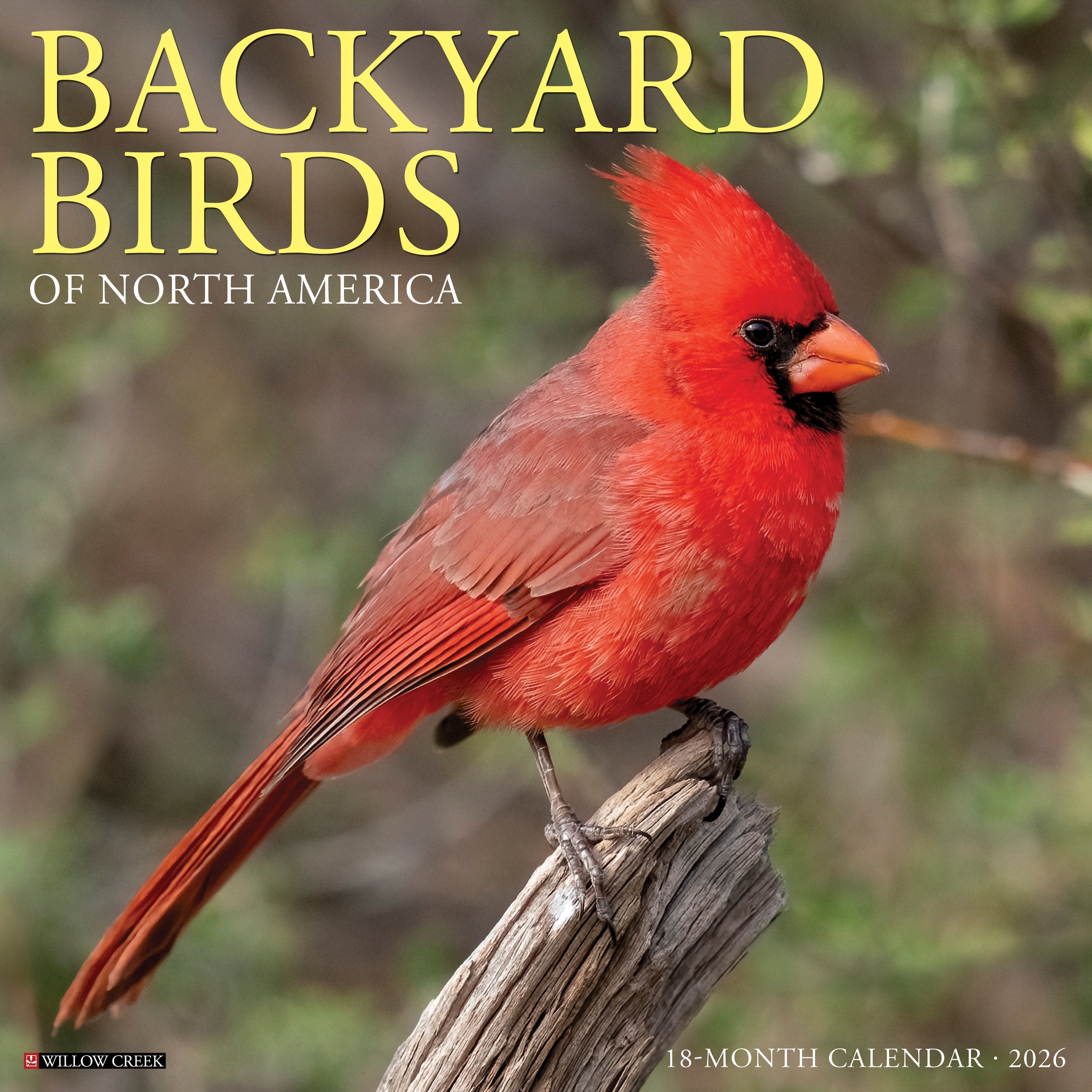 2026 Backyard Birds - Square Wall Calendar