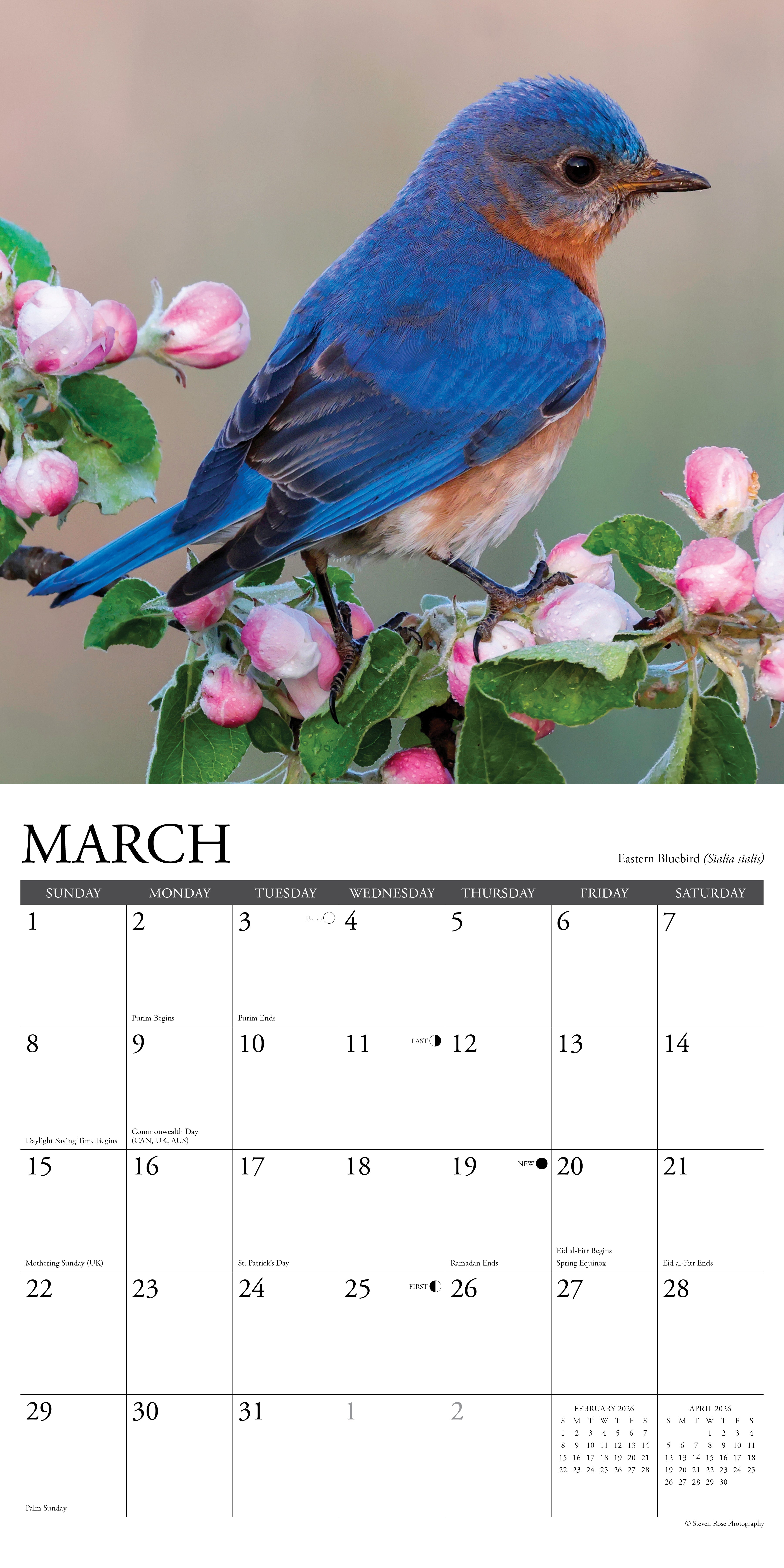 2026 Backyard Birds - Square Wall Calendar