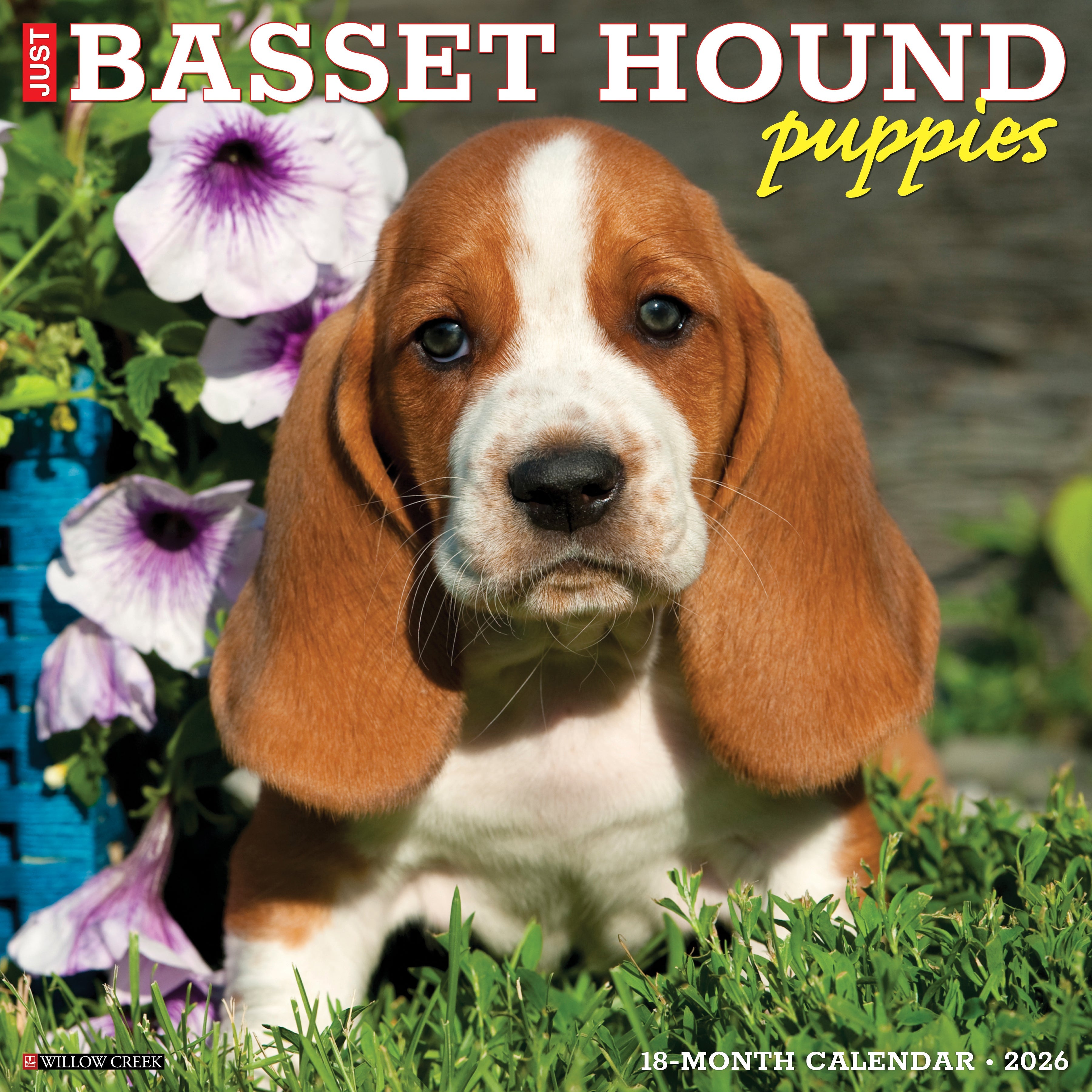 2026 Basset Hound Puppies - Square Wall Calendar