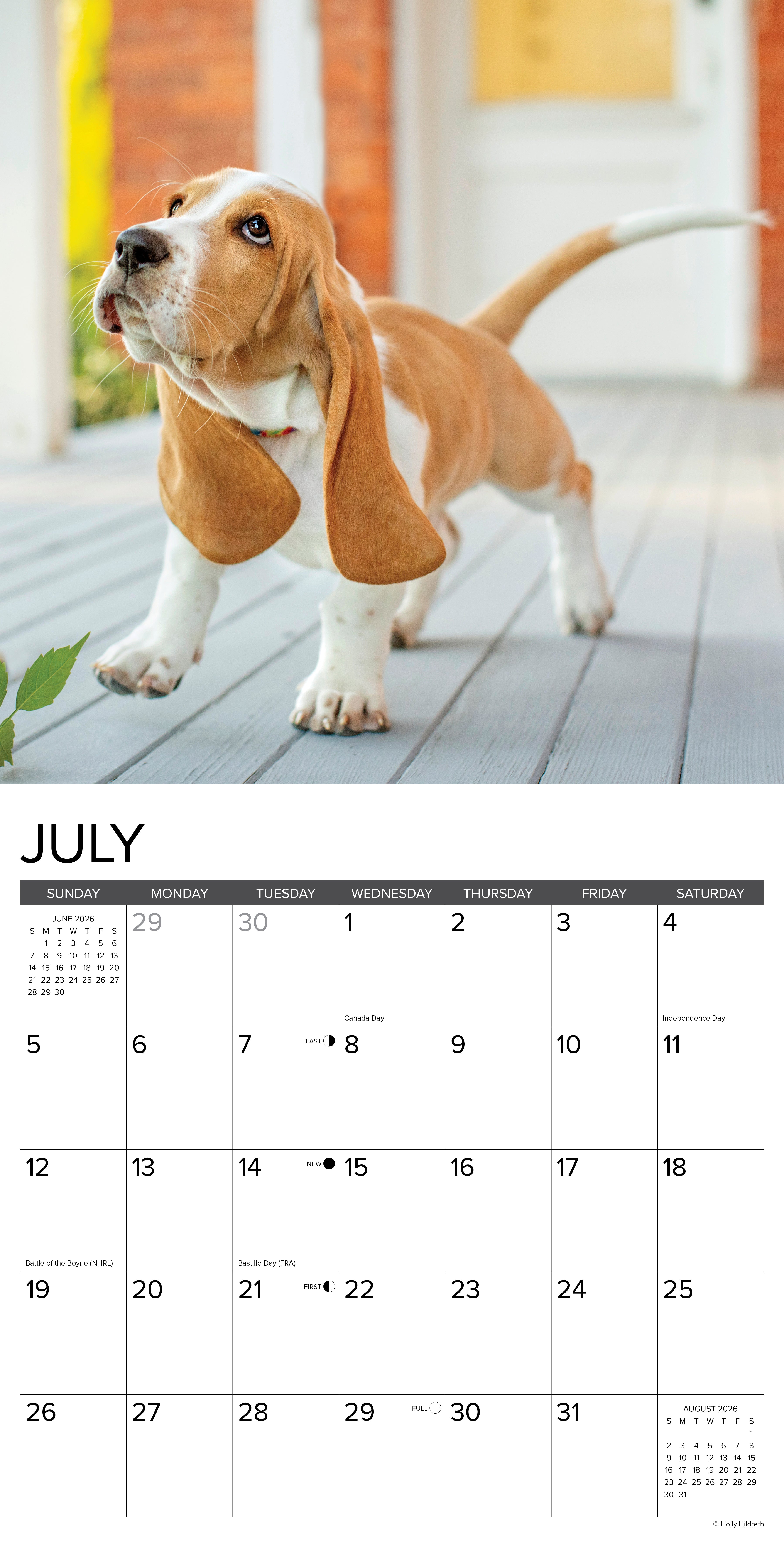 2026 Basset Hound Puppies - Square Wall Calendar