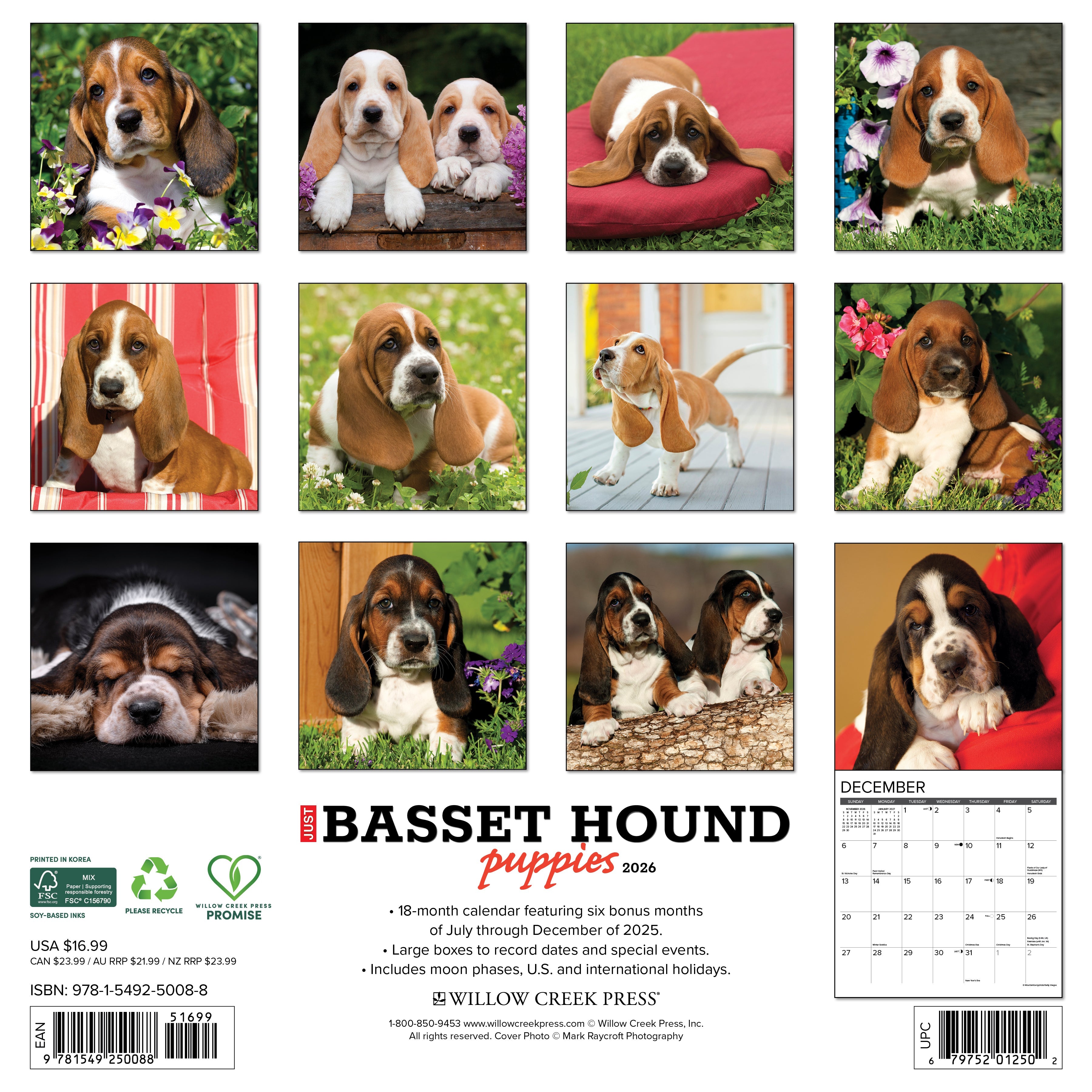 2026 Basset Hound Puppies - Square Wall Calendar