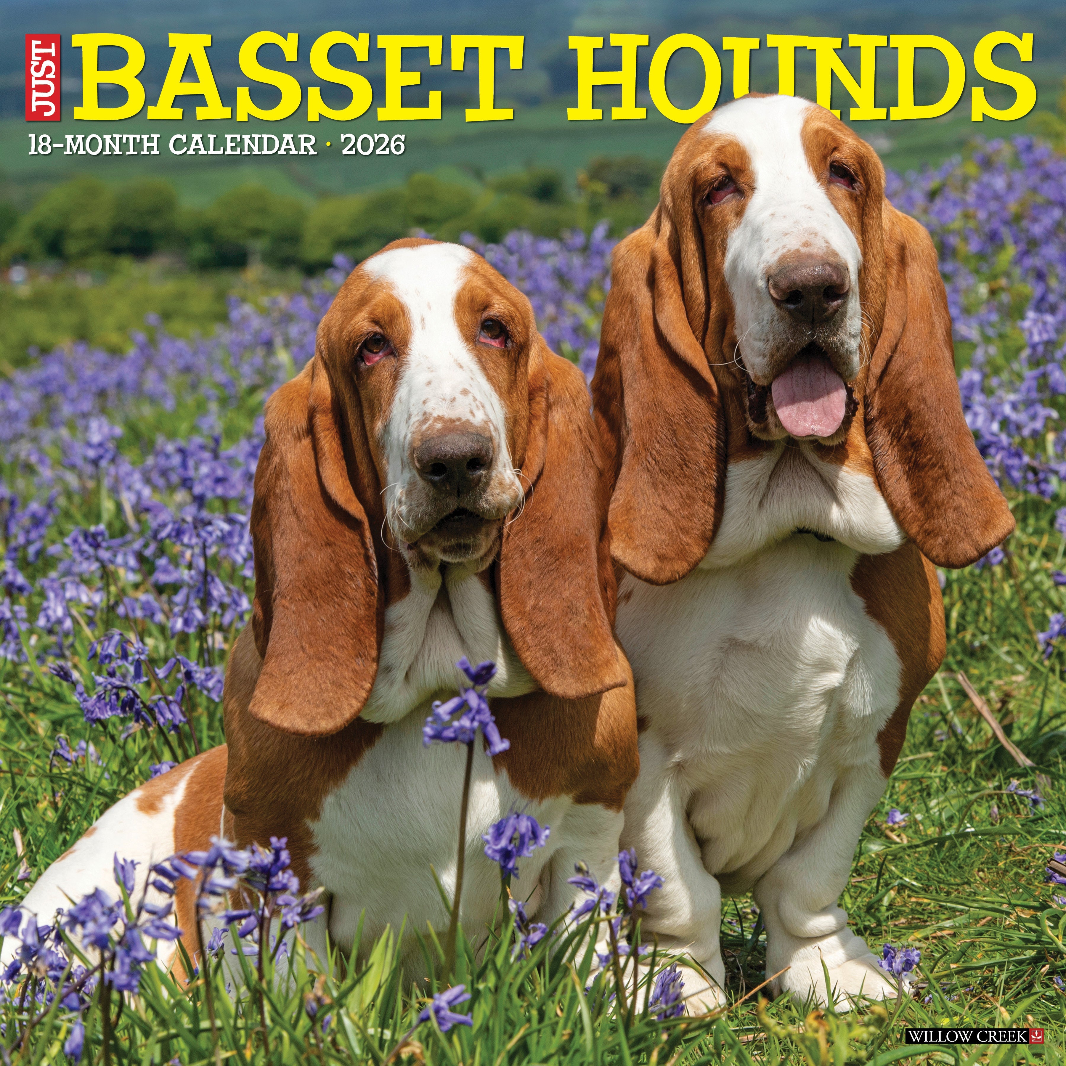2026 Basset Hounds - Square Wall Calendar