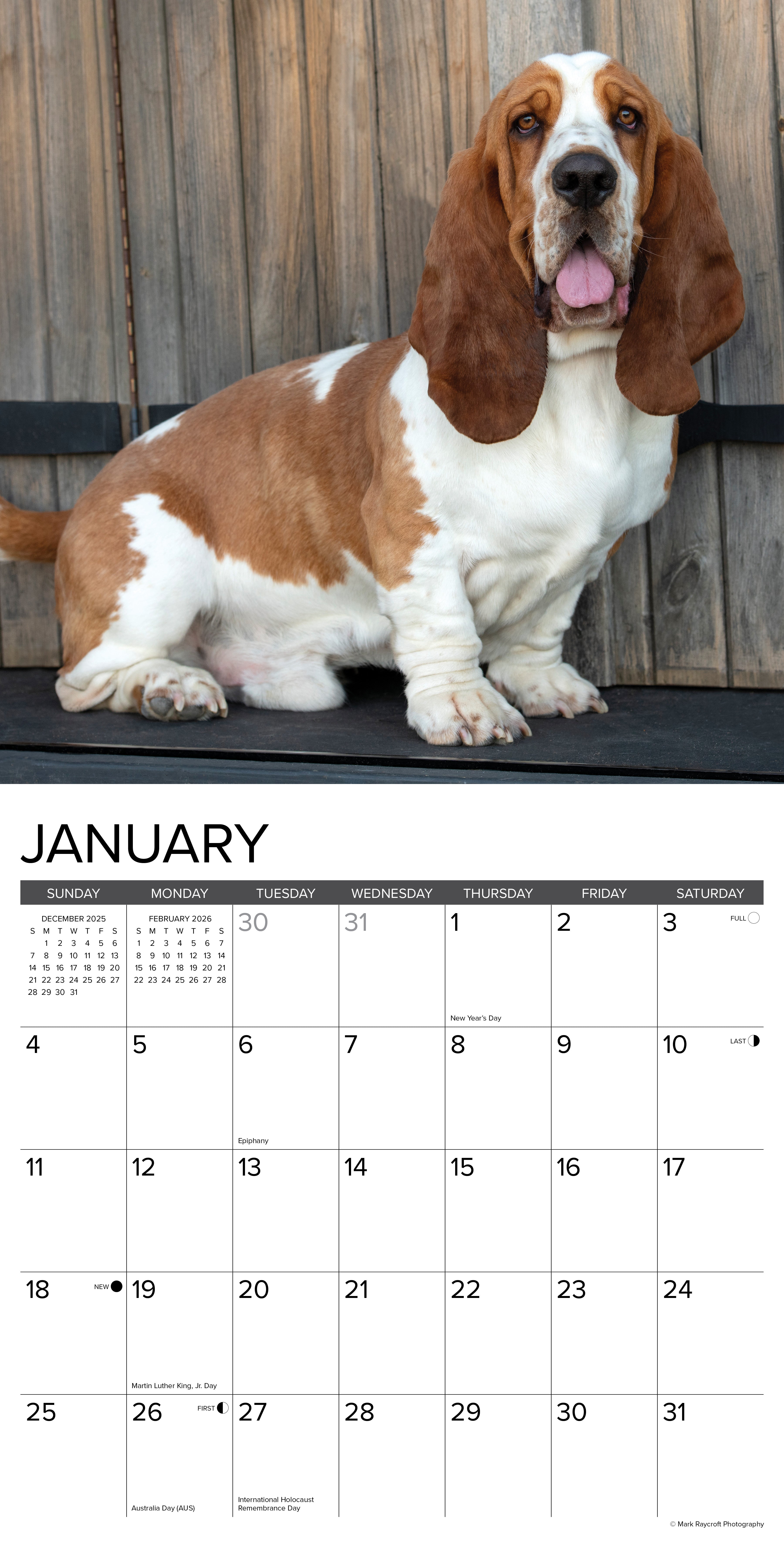 2026 Basset Hounds - Square Wall Calendar