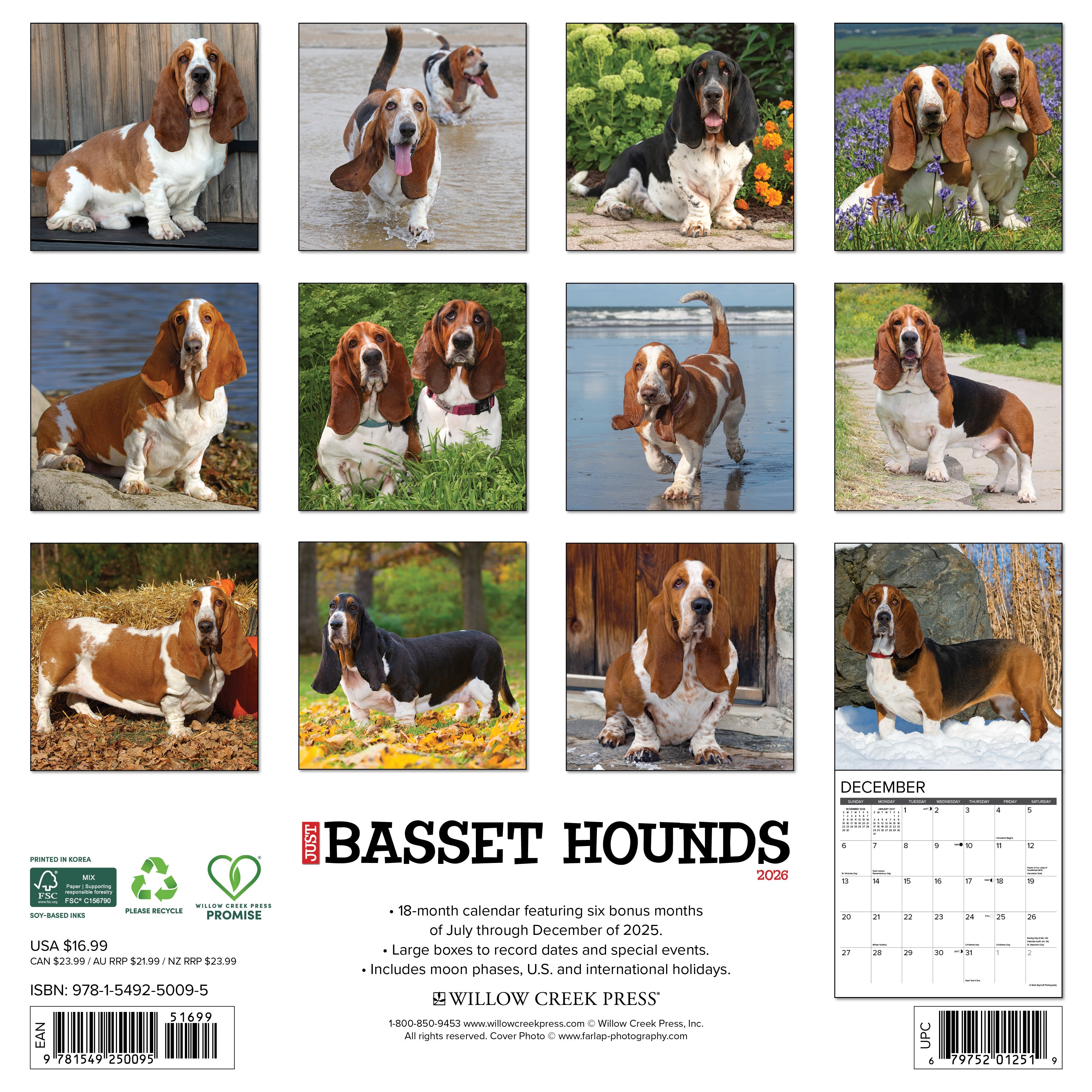 2026 Basset Hounds - Square Wall Calendar