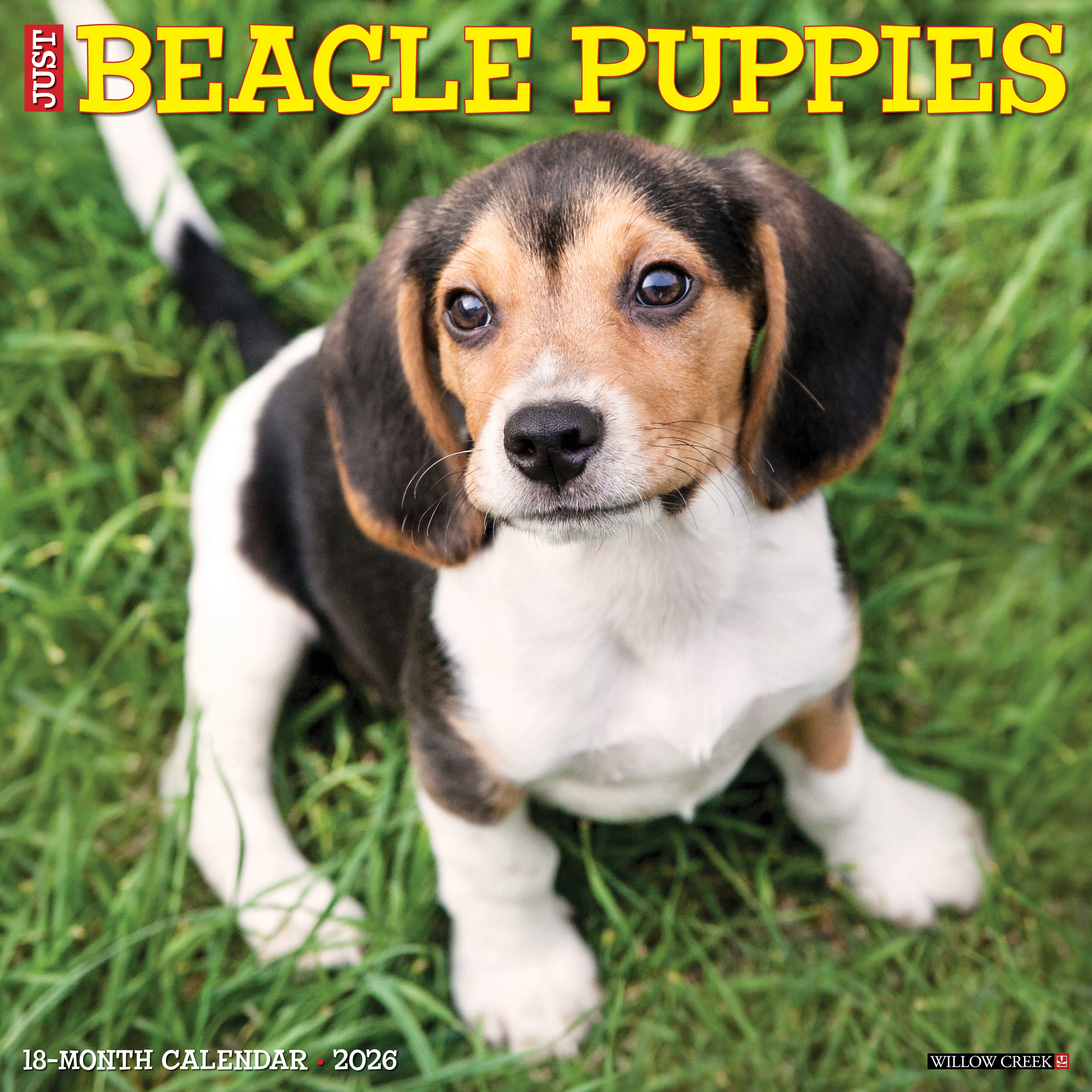 2026 Beagle Puppies - Square Wall Calendar