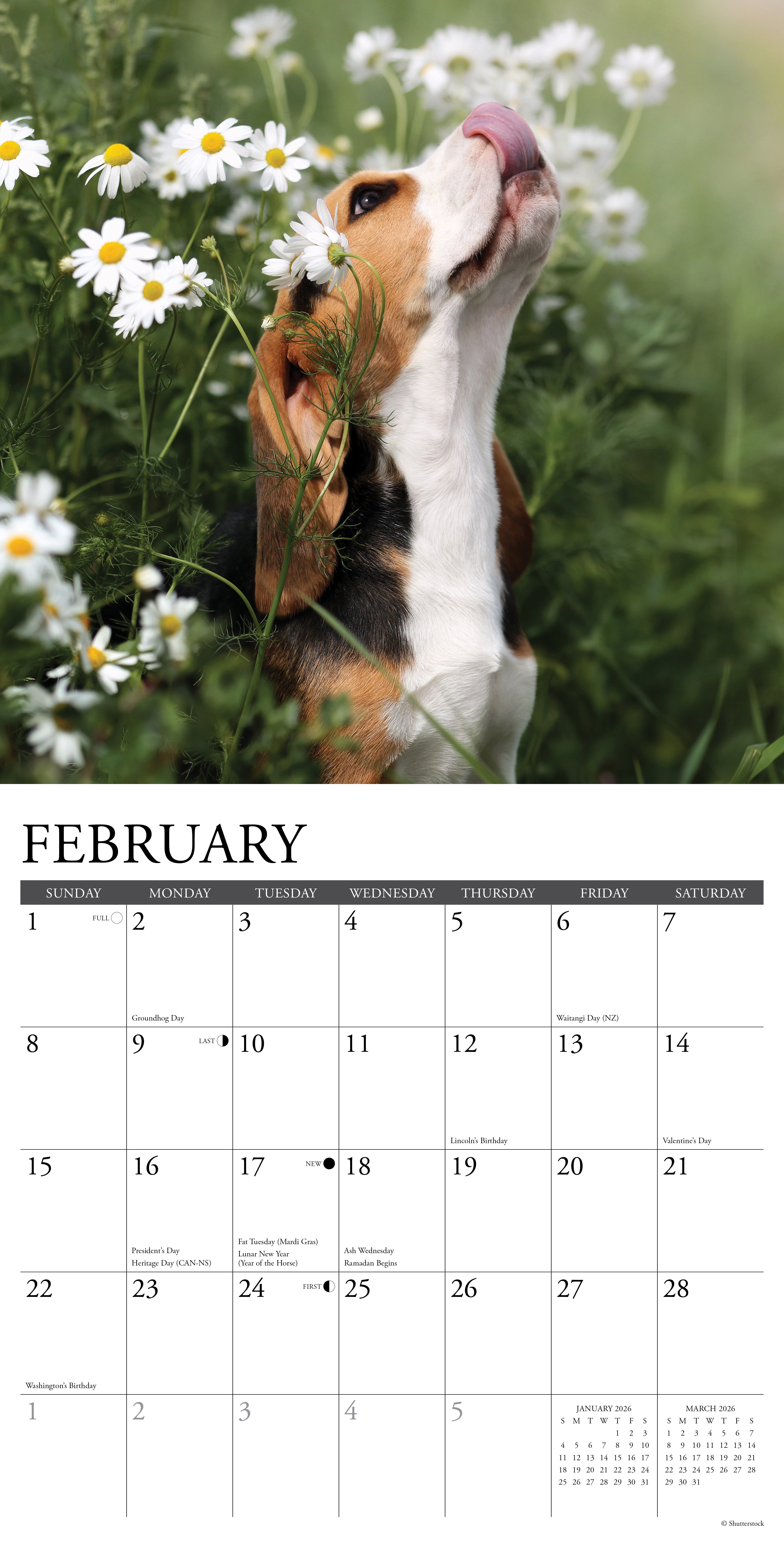2026 Beagle Puppies - Square Wall Calendar