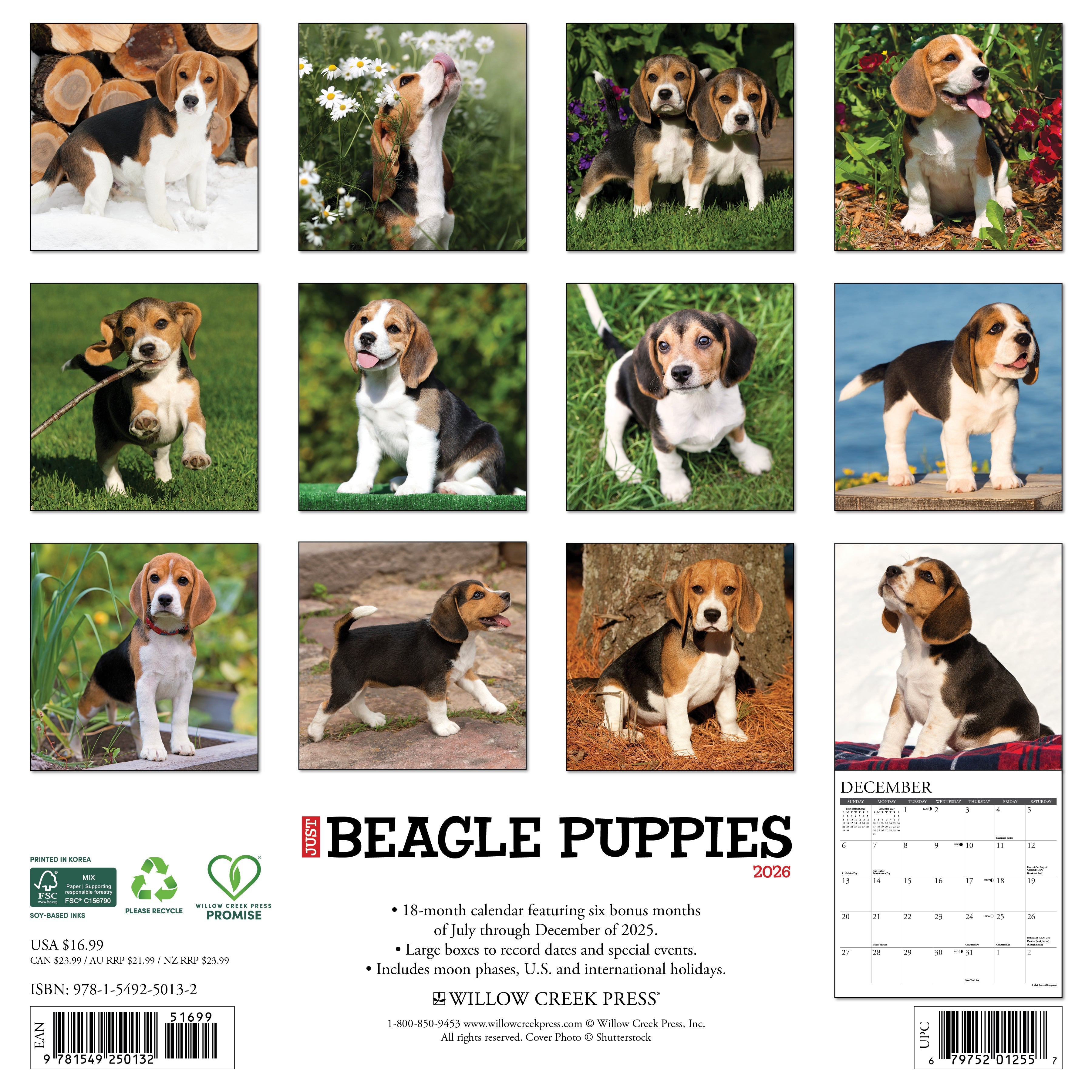 2026 Beagle Puppies - Square Wall Calendar