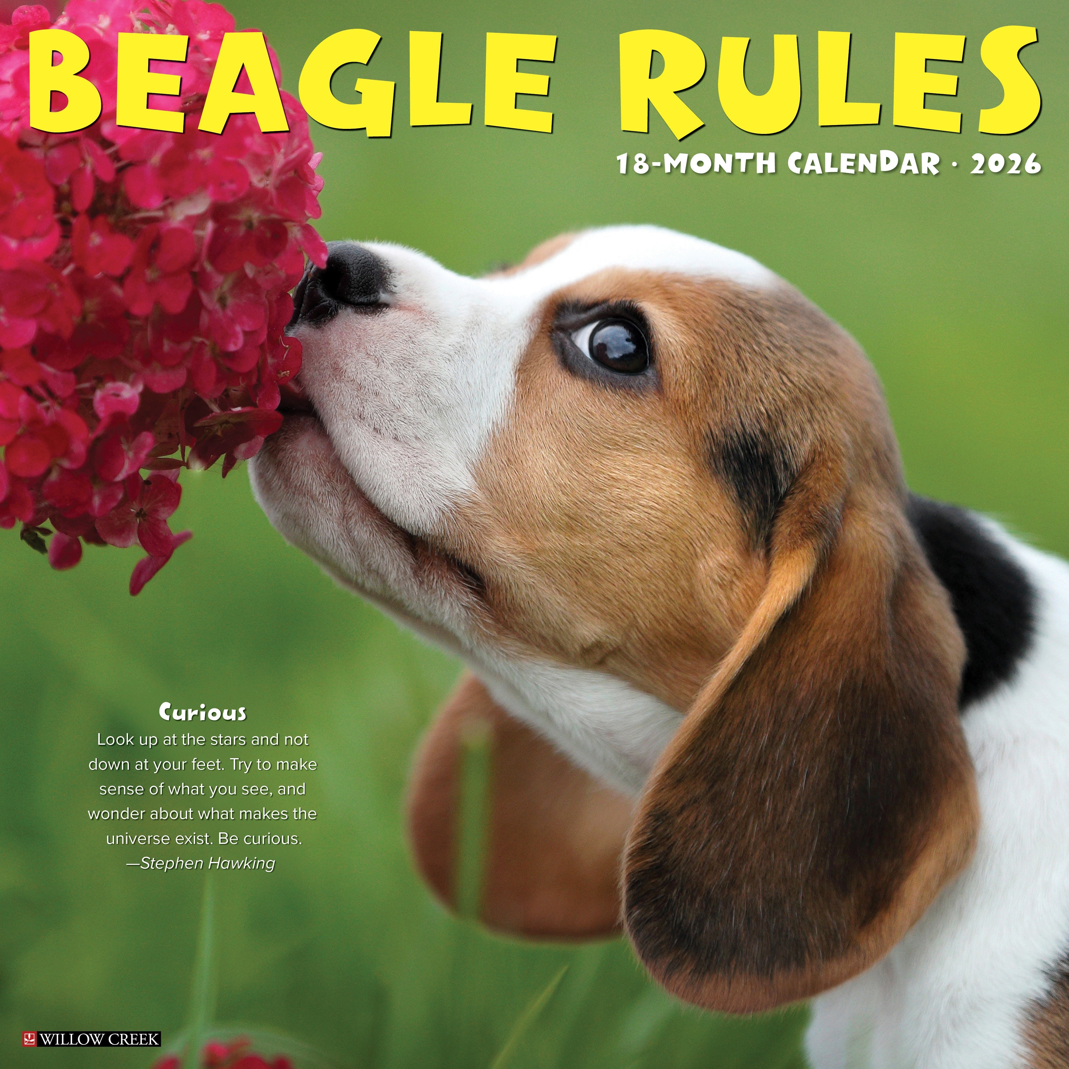 2026 Beagle Rules - Square Wall Calendar