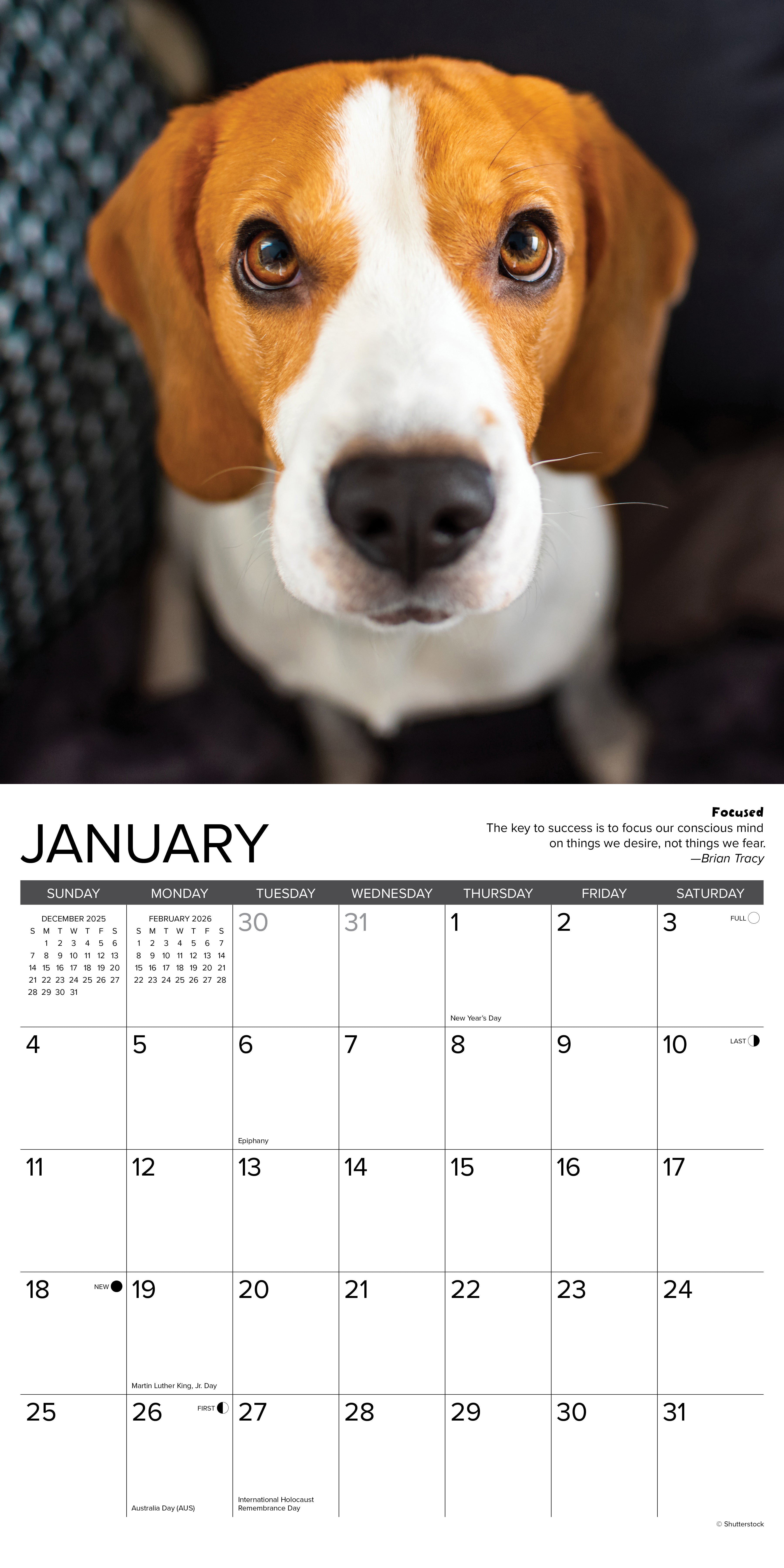 2026 Beagle Rules - Square Wall Calendar