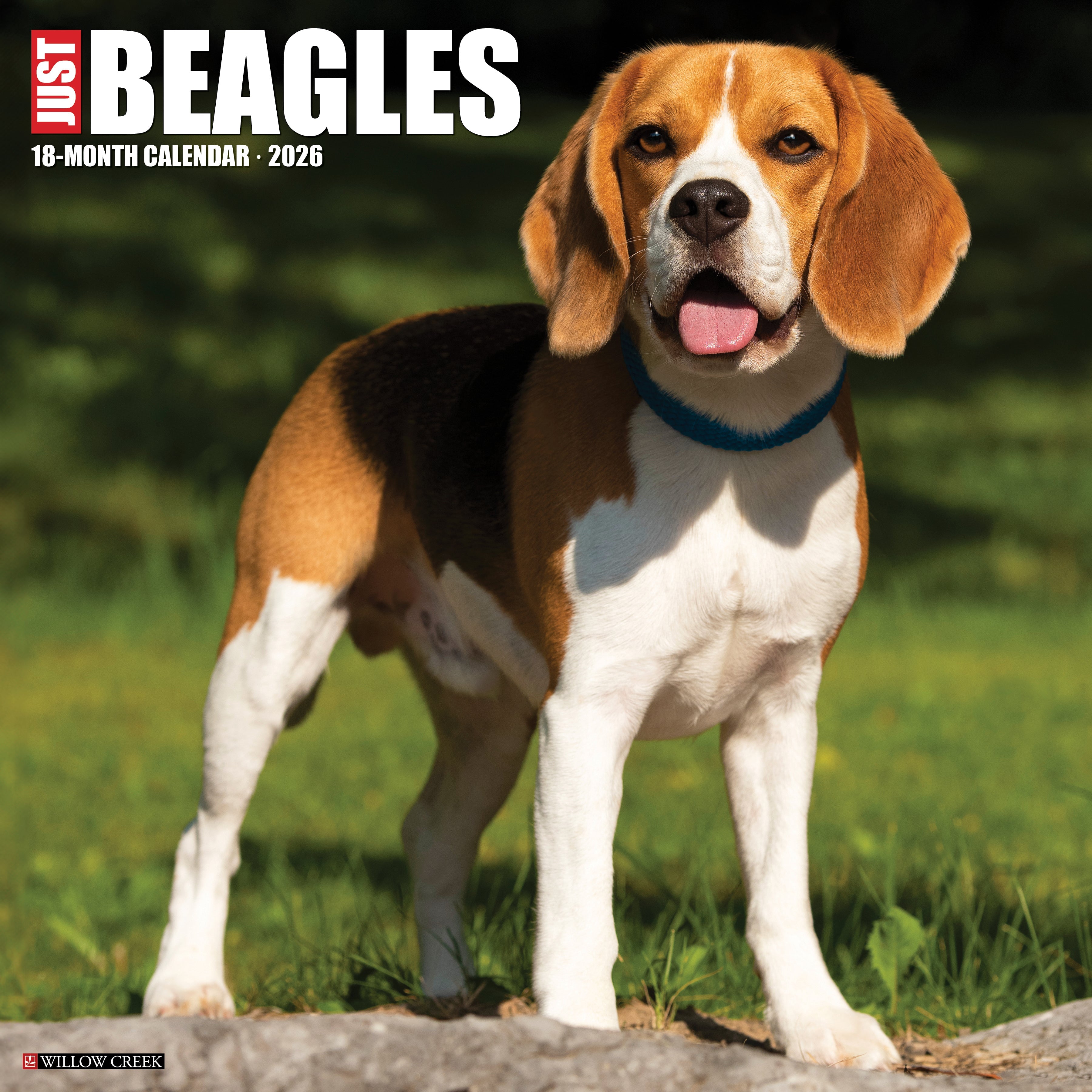 2026 Beagles - Square Wall Calendar