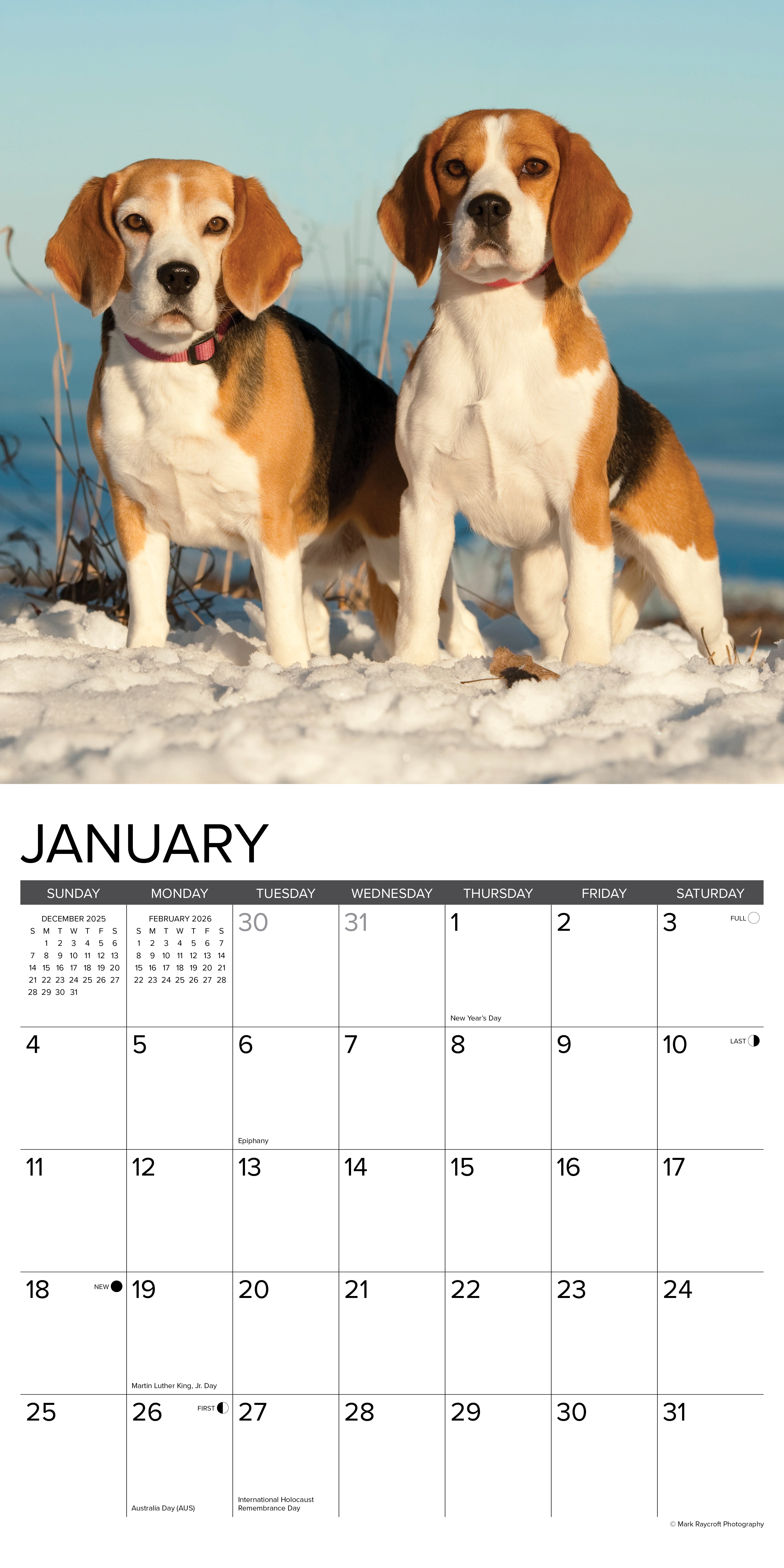 2026 Beagles - Square Wall Calendar