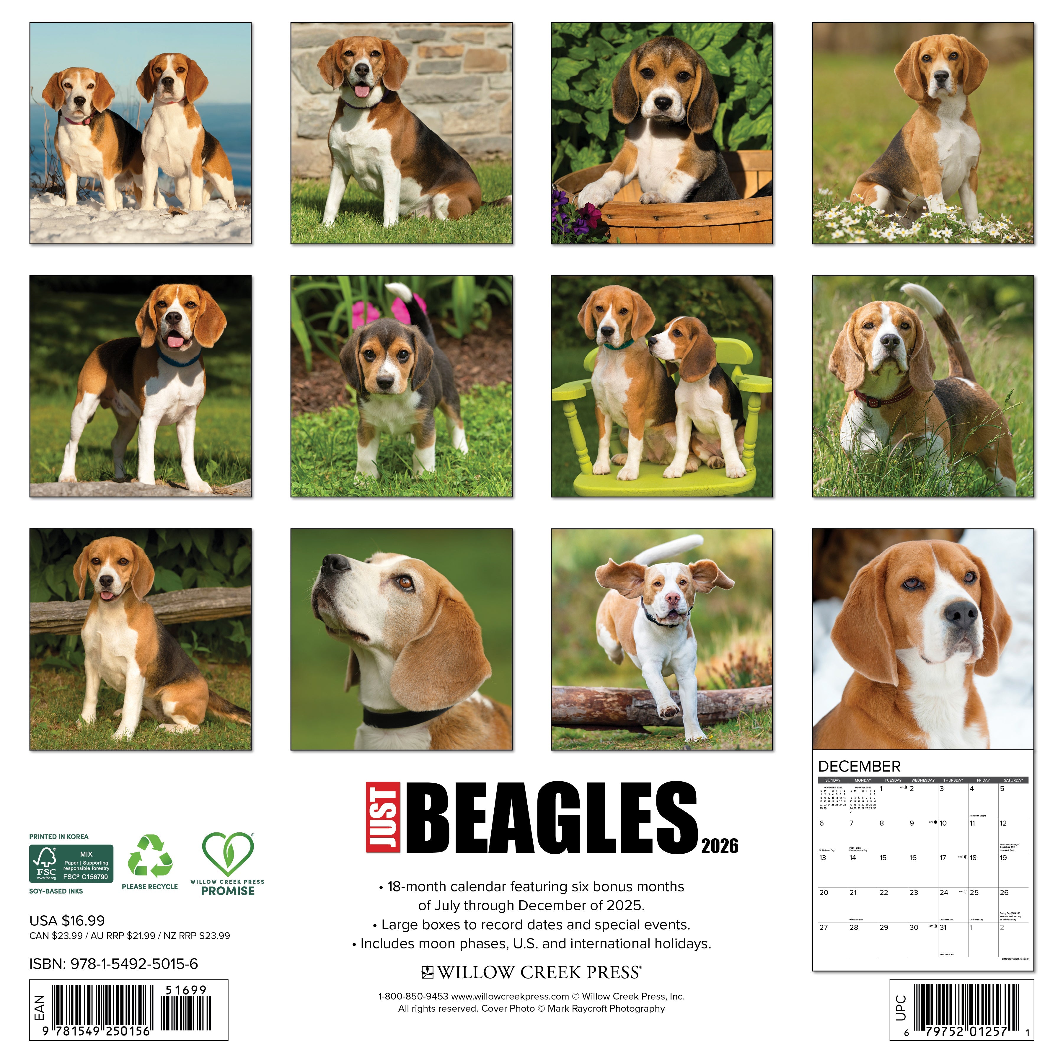 2026 Beagles - Square Wall Calendar