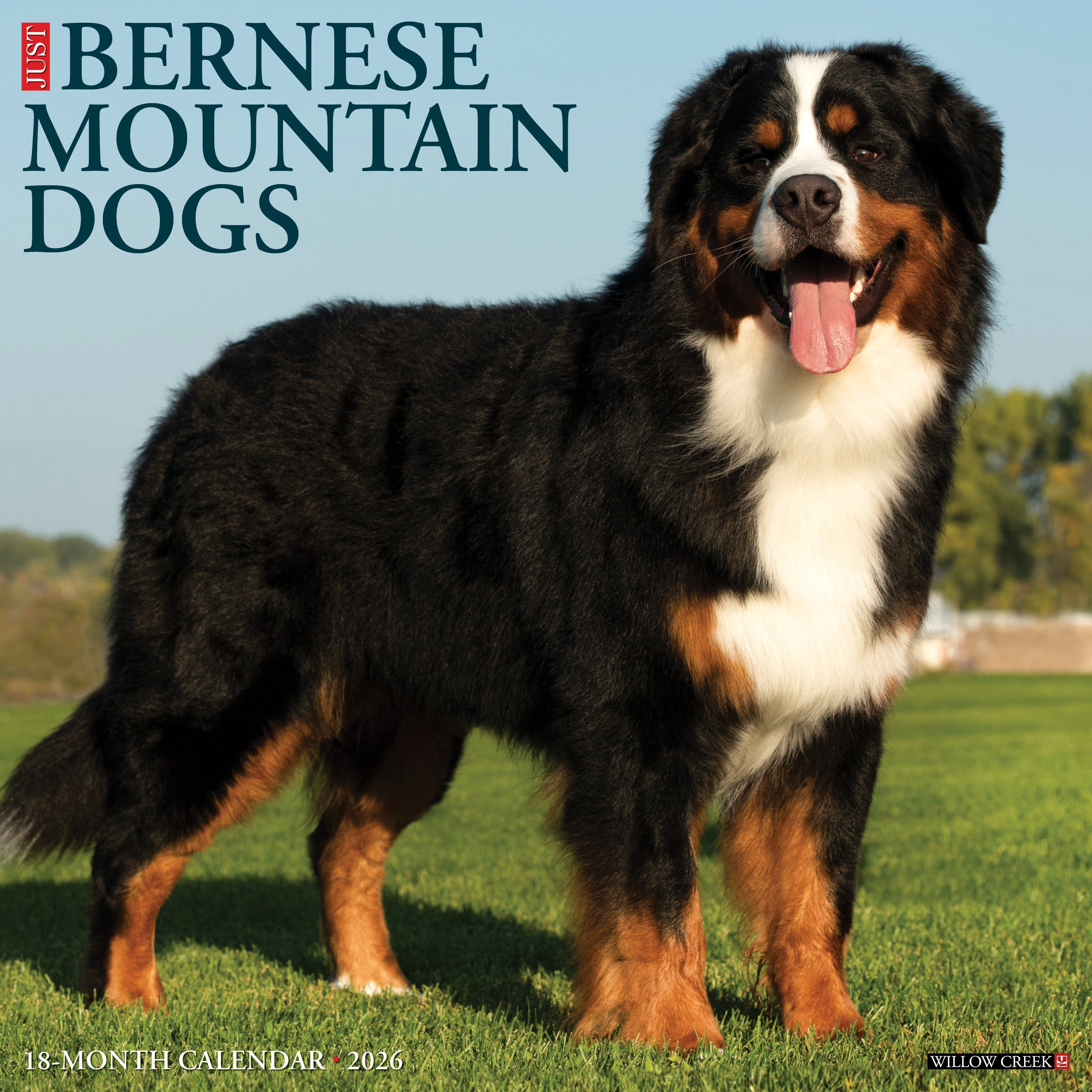 2026 Bernese Mountain Dogs - Square Wall Calendar