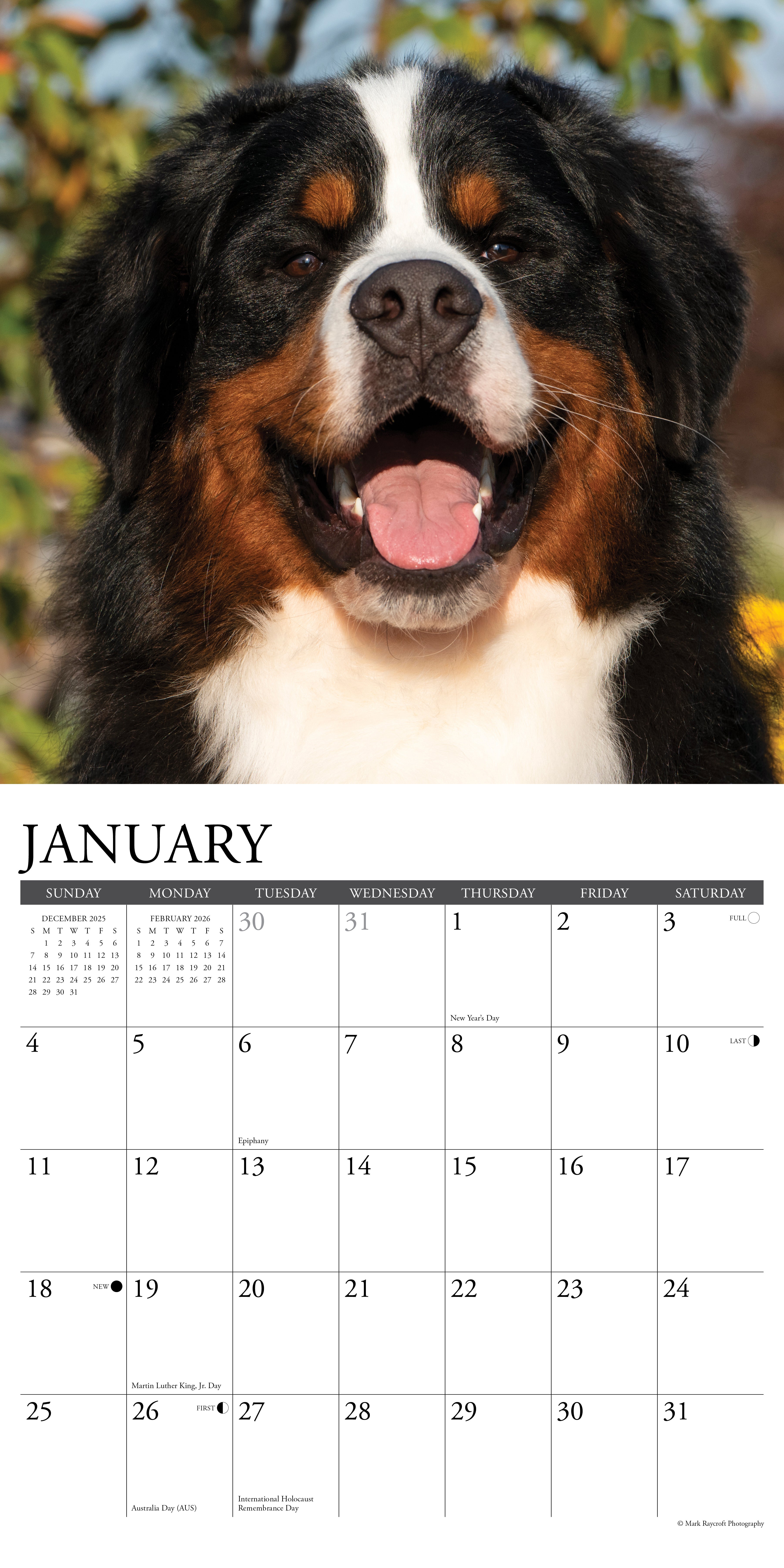 2026 Bernese Mountain Dogs - Square Wall Calendar