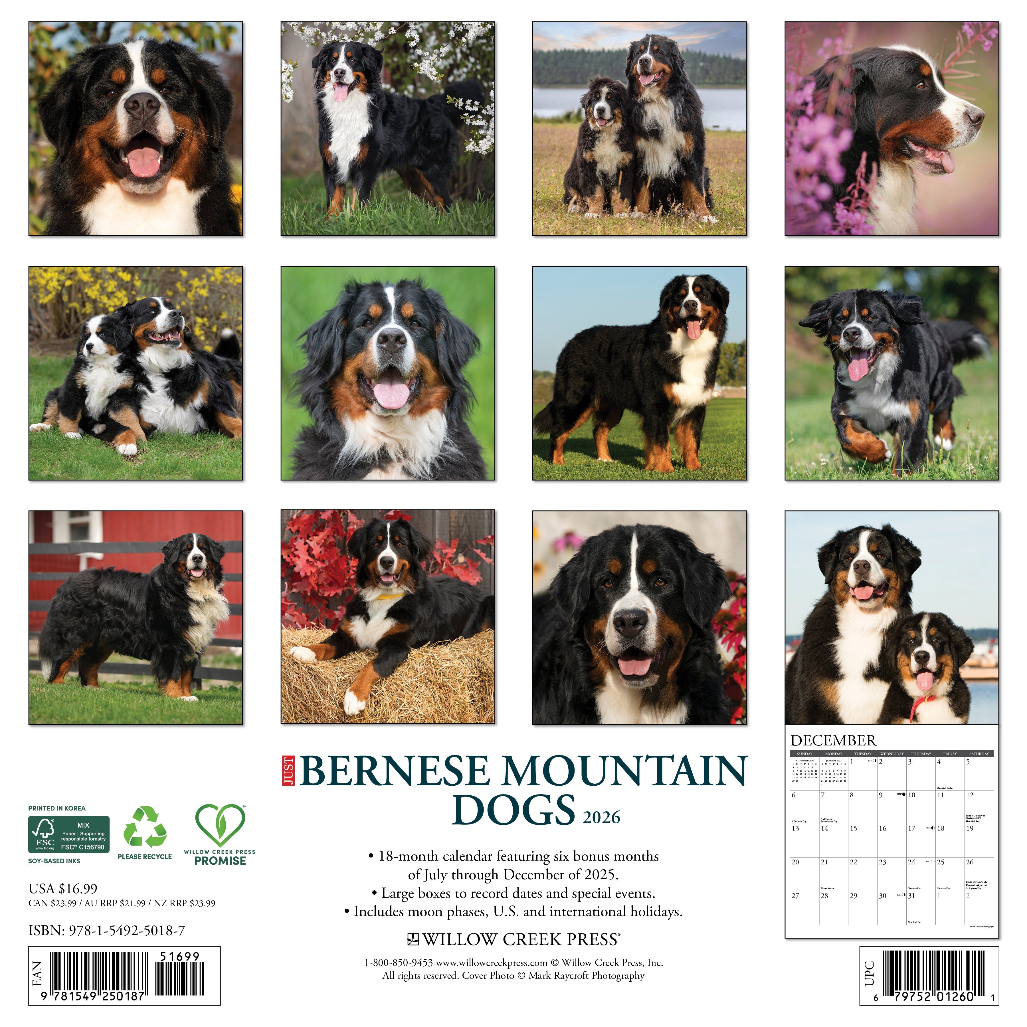 2026 Bernese Mountain Dogs - Square Wall Calendar